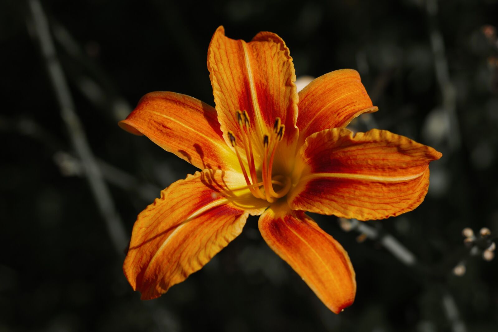 Canon EOS 40D sample photo. Orange, flower, yellow photography