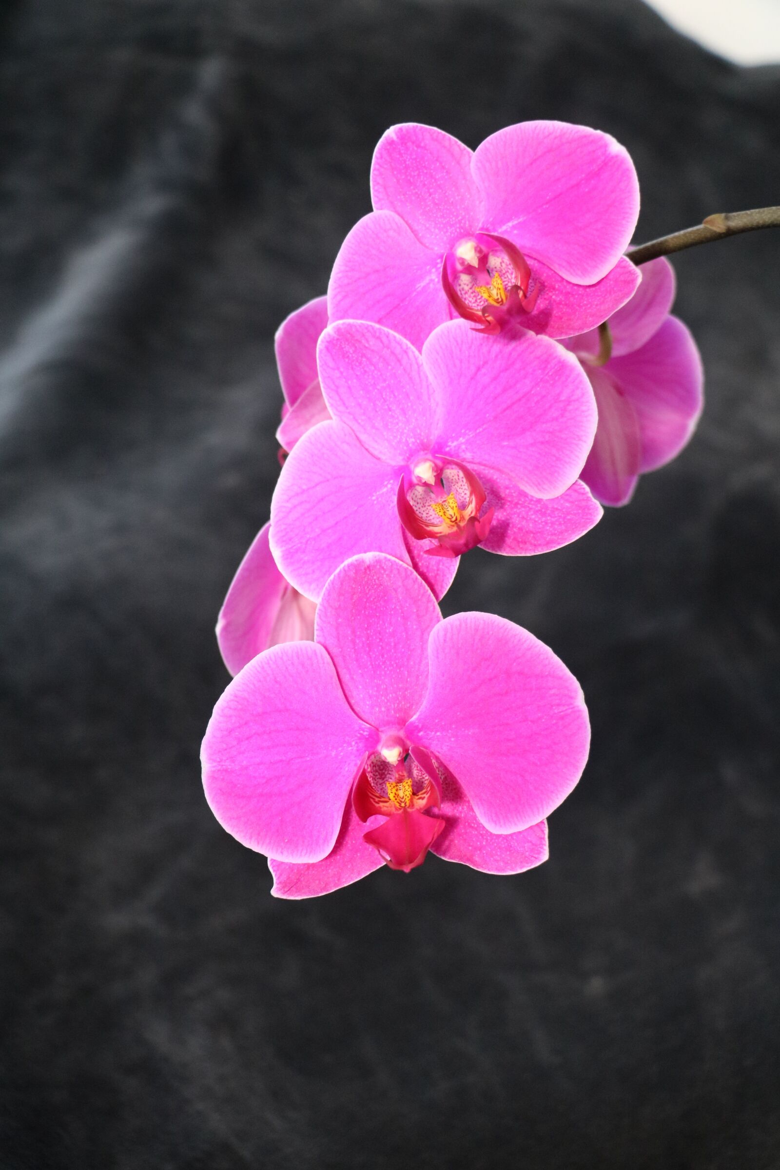 Canon EOS 760D (EOS Rebel T6s / EOS 8000D) sample photo. Orchid, flower, pink photography