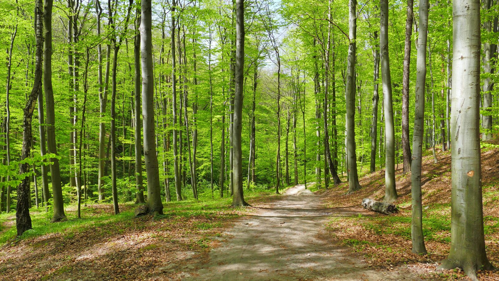 Panasonic Lumix DMC-FZ1000 sample photo. Forest, beech forest, trees photography