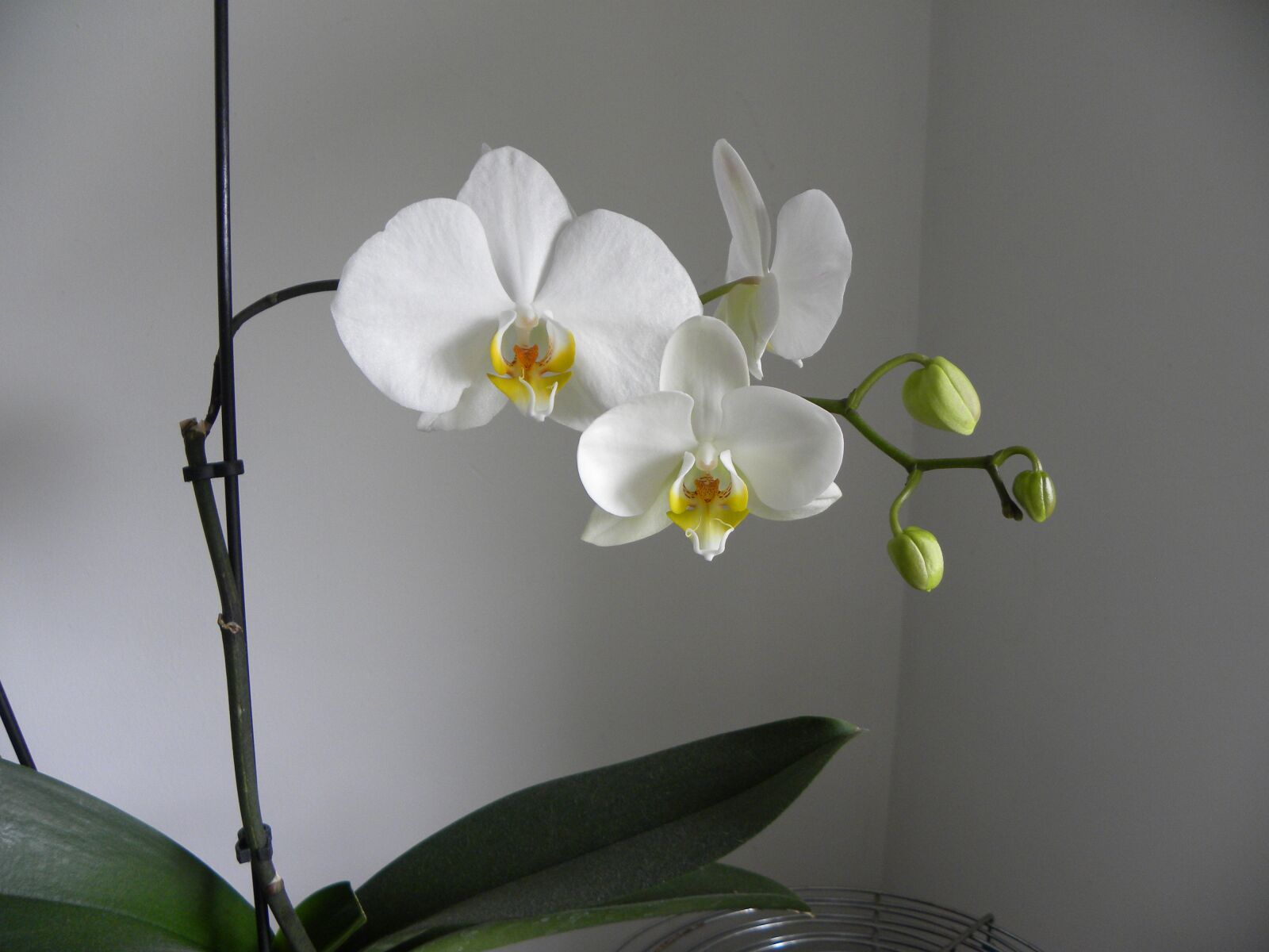 Nikon Coolpix P90 sample photo. Flowers, orchid, flora photography