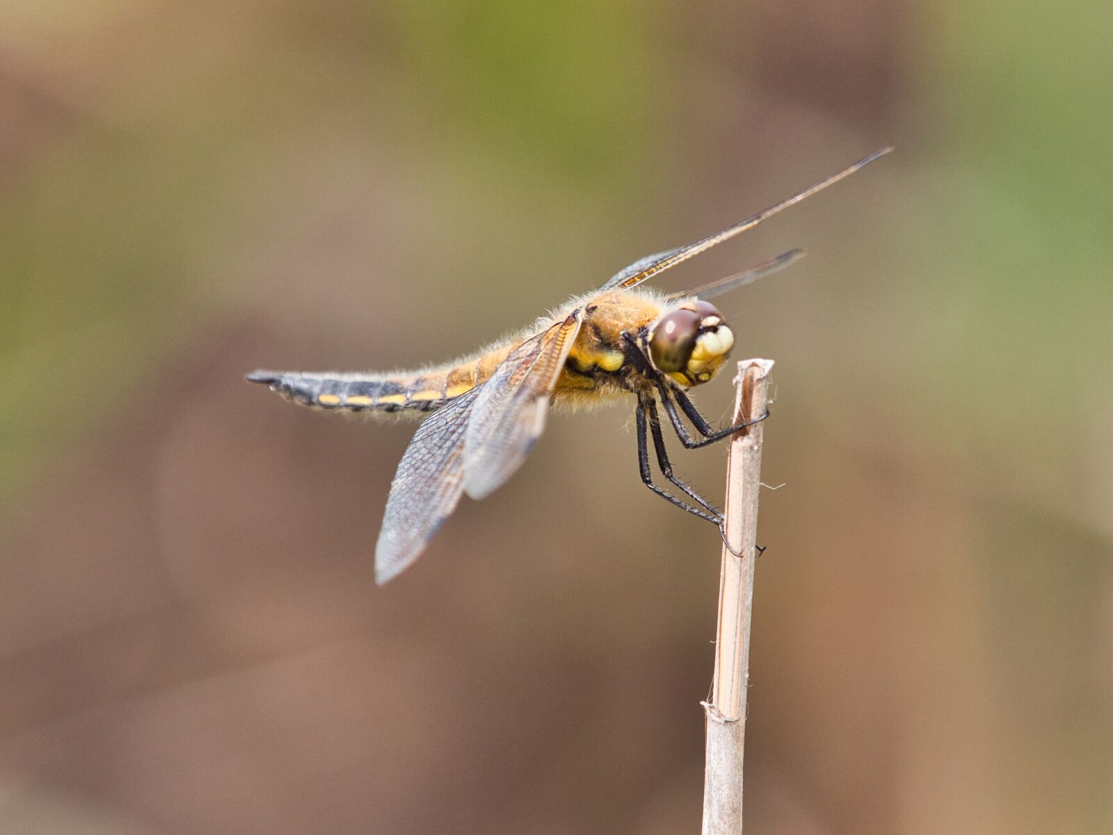 Panasonic Lumix DC-G9 sample photo. Dragonfly, macro, close up photography