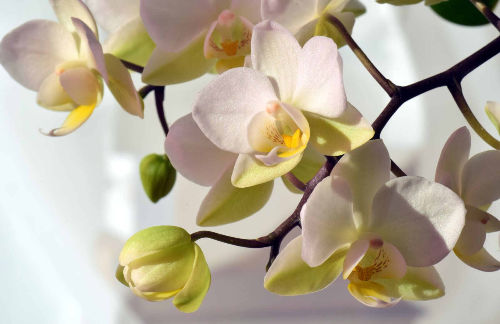 Nikon D3300 sample photo. Orchid, white, white orchid photography