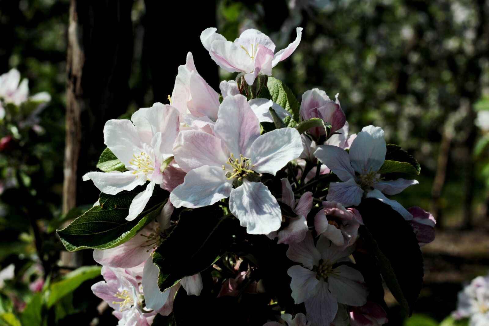 Canon EOS 600D (Rebel EOS T3i / EOS Kiss X5) + Canon EF 50mm F1.8 STM sample photo. Apple blossom, apple tree photography