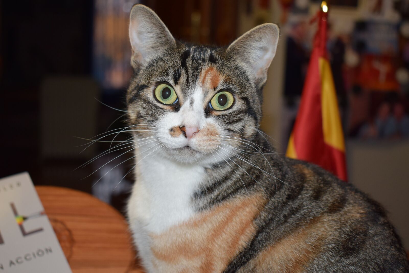 Nikon D5300 sample photo. Gata, feline, cat photography