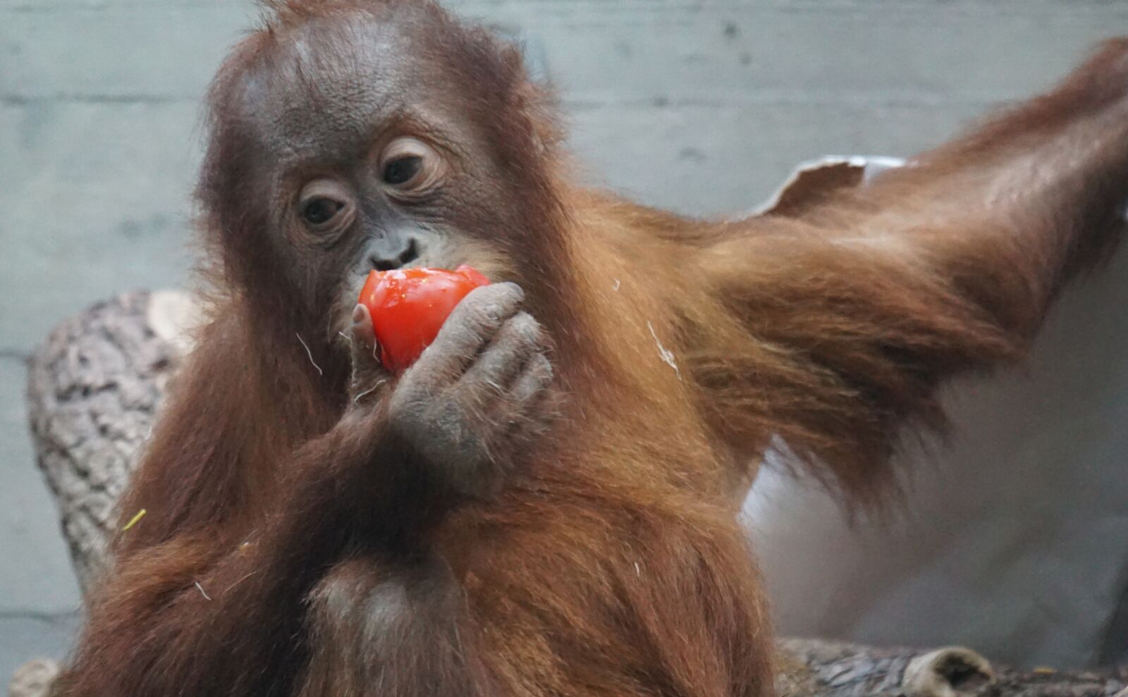 Sony ILCA-77M2 + Sony 70-400mm F4-5.6 G SSM sample photo. Orang-utan, primate, monkey photography