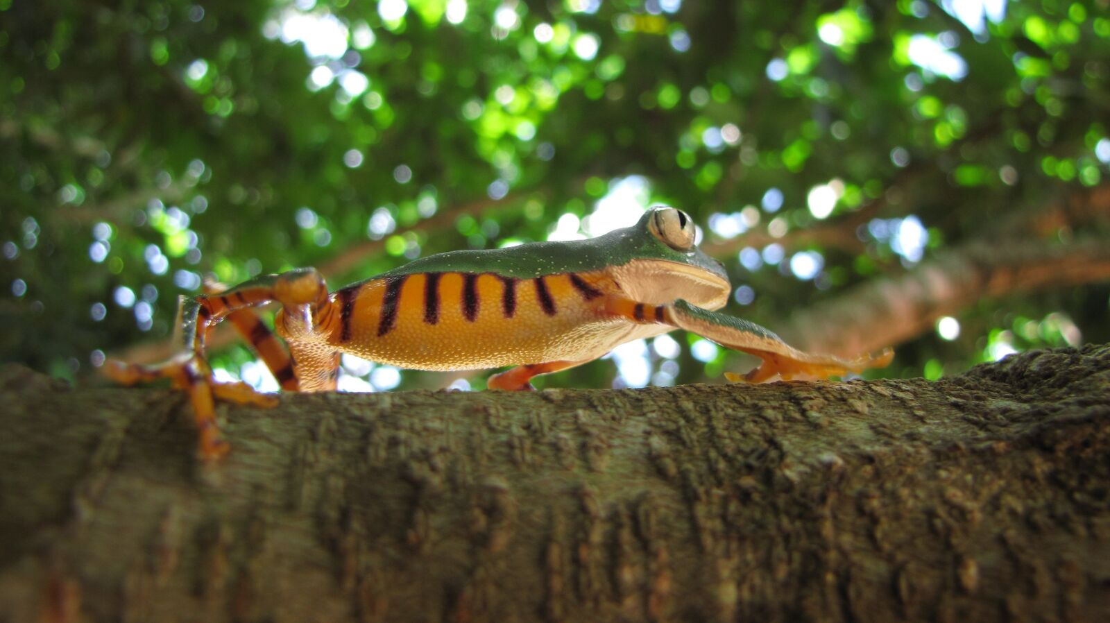 Canon PowerShot SX10 IS sample photo. Amphibian, frog, tree photography