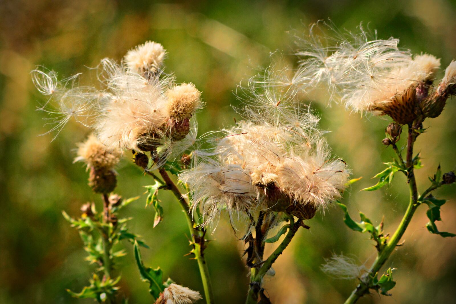 Nikon D7100 sample photo. Thistle, flower, plant photography