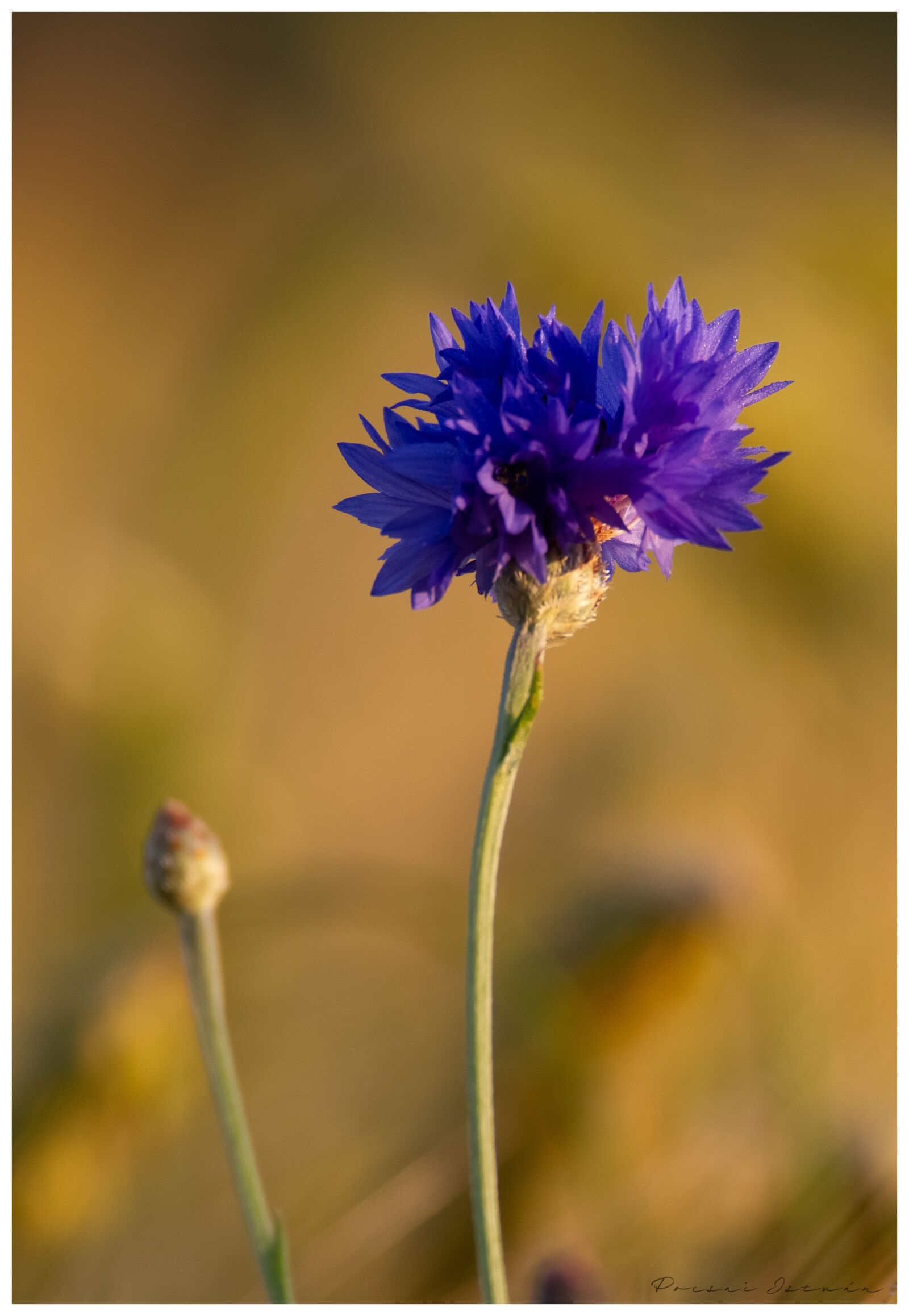 Canon EOS 7D sample photo. Flower, green, summer photography