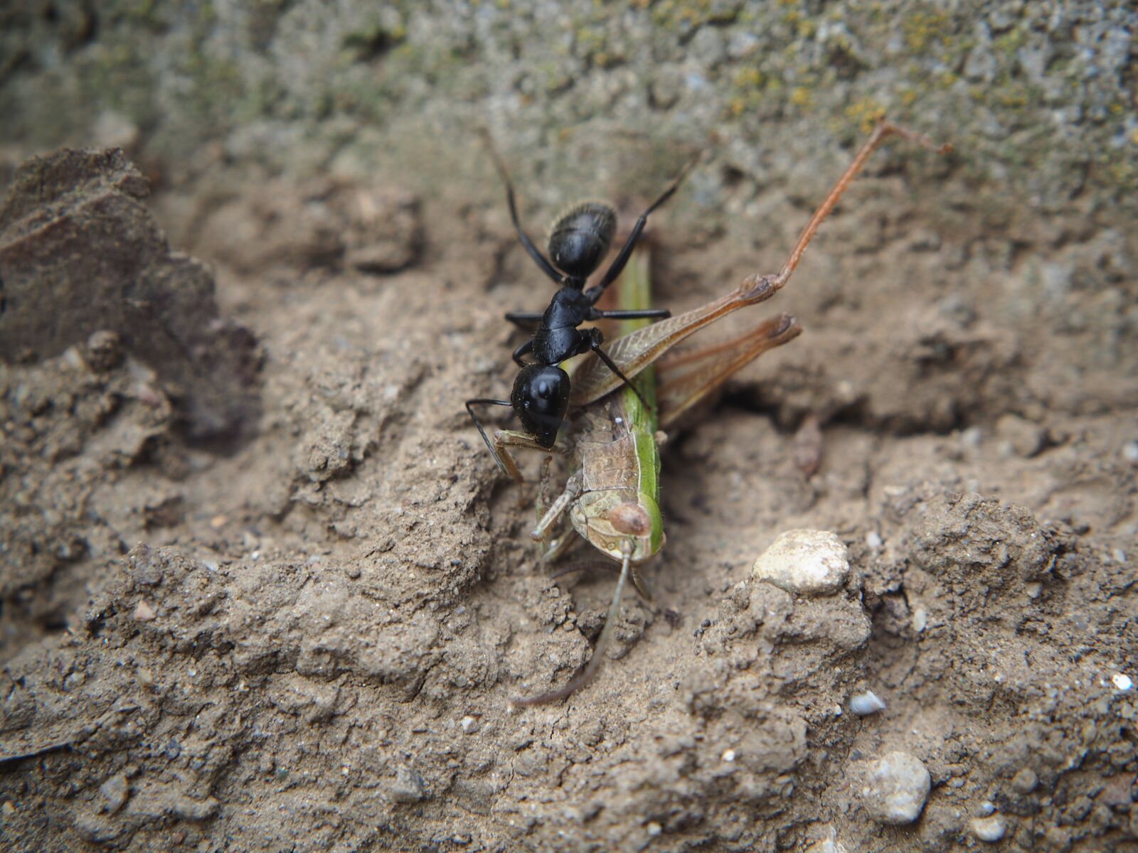 Olympus OM-D E-M10 sample photo. Ant, eat, nature photography