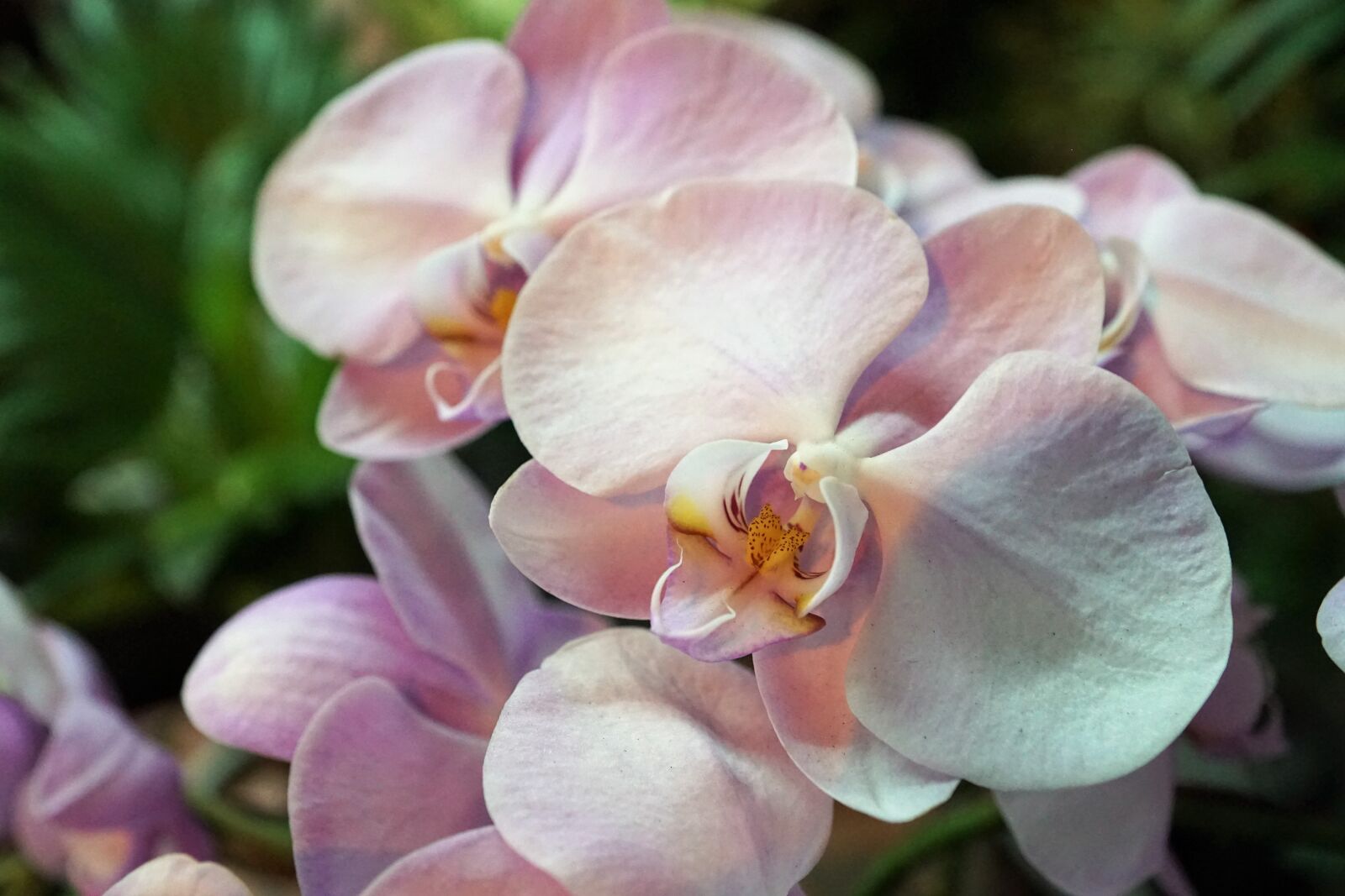Sony ILCA-77M2 + Sony DT 16-50mm F2.8 SSM sample photo. Orchid, flower, pink photography