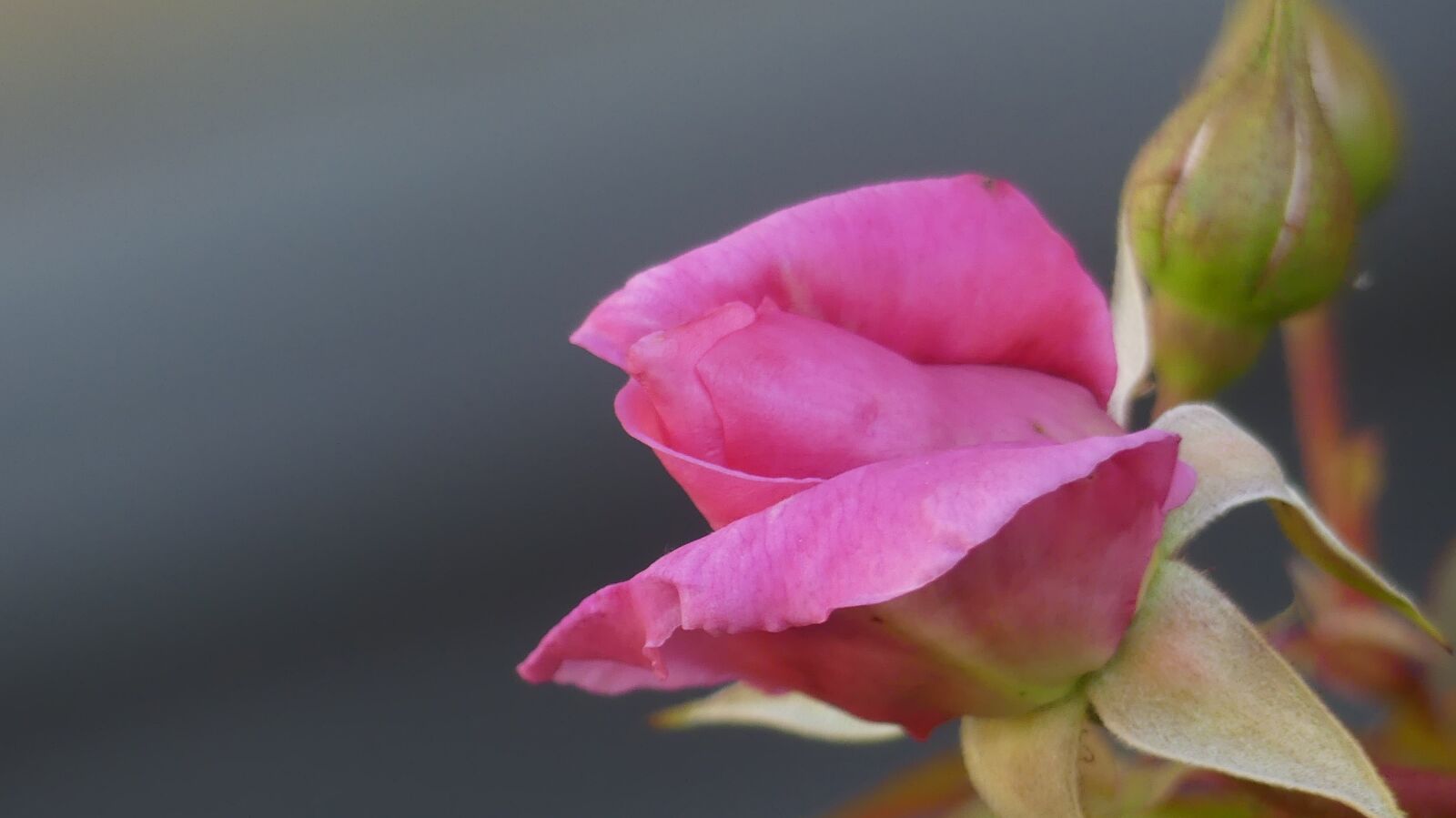 Panasonic Lumix DMC-FZ300 sample photo. Spring, rose, flowers photography