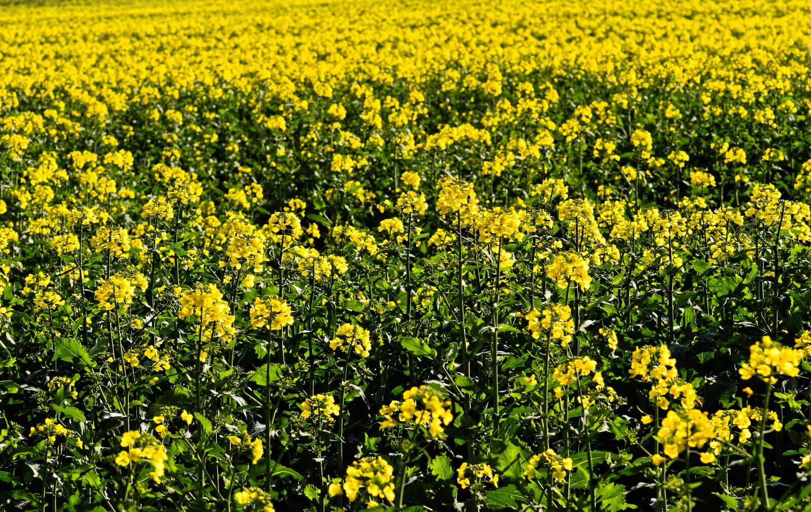 Nikon D3200 sample photo. Oilseed rape, field of photography