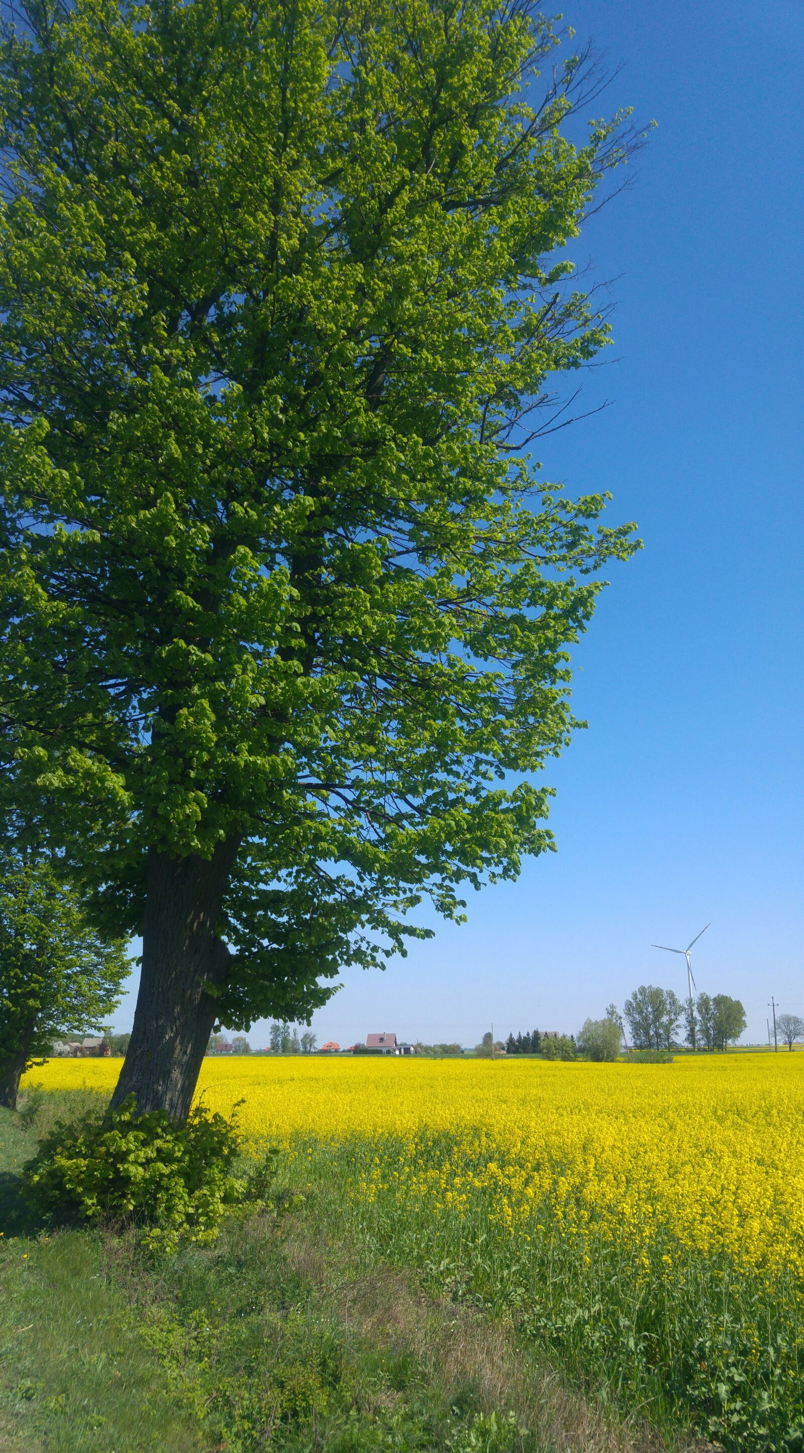 LG G4 sample photo. Tree, rapeseed, spring photography