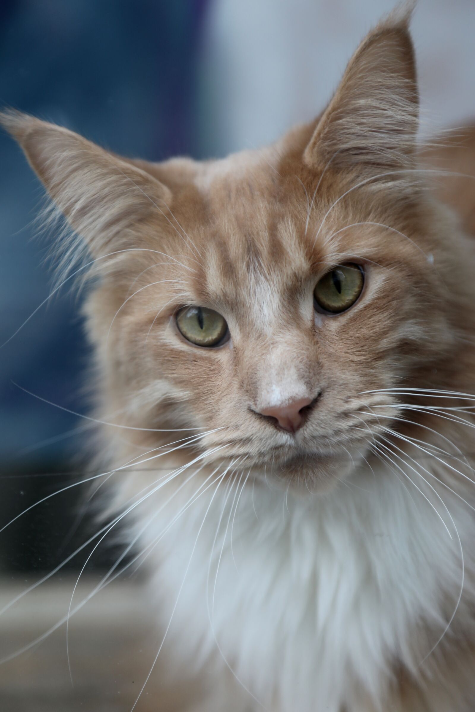 Canon EOS 5D Mark IV sample photo. Animal kingdom, cat, cute photography