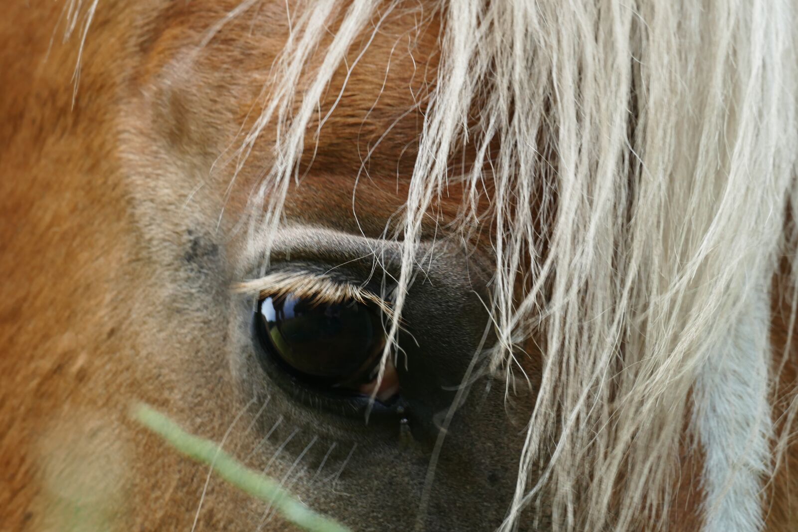 Panasonic Lumix DMC-FZ1000 sample photo. Haflinger, horse, moons photography