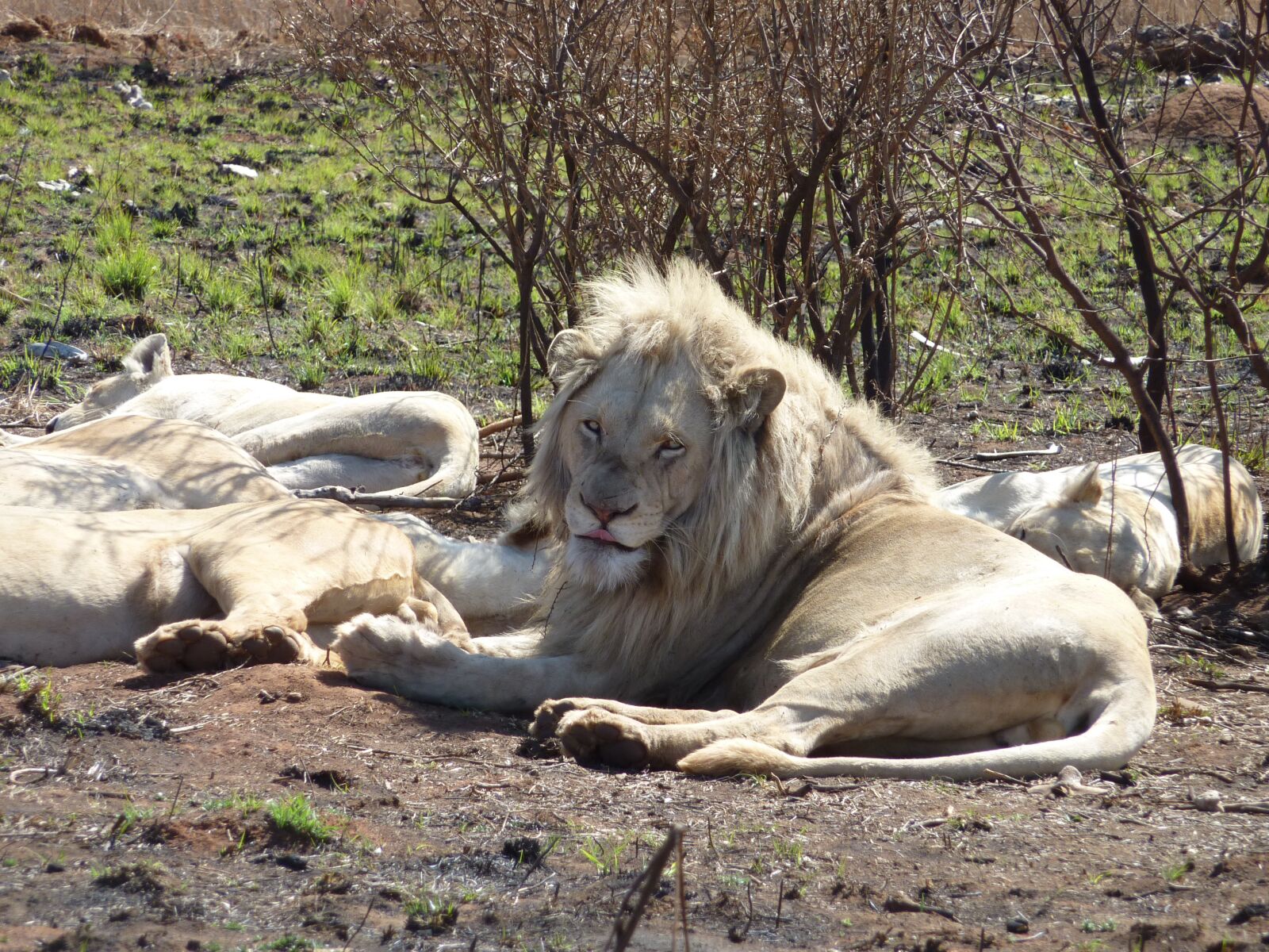 Panasonic DMC-TZ7 sample photo. Nature, mammals, animal kingdom photography