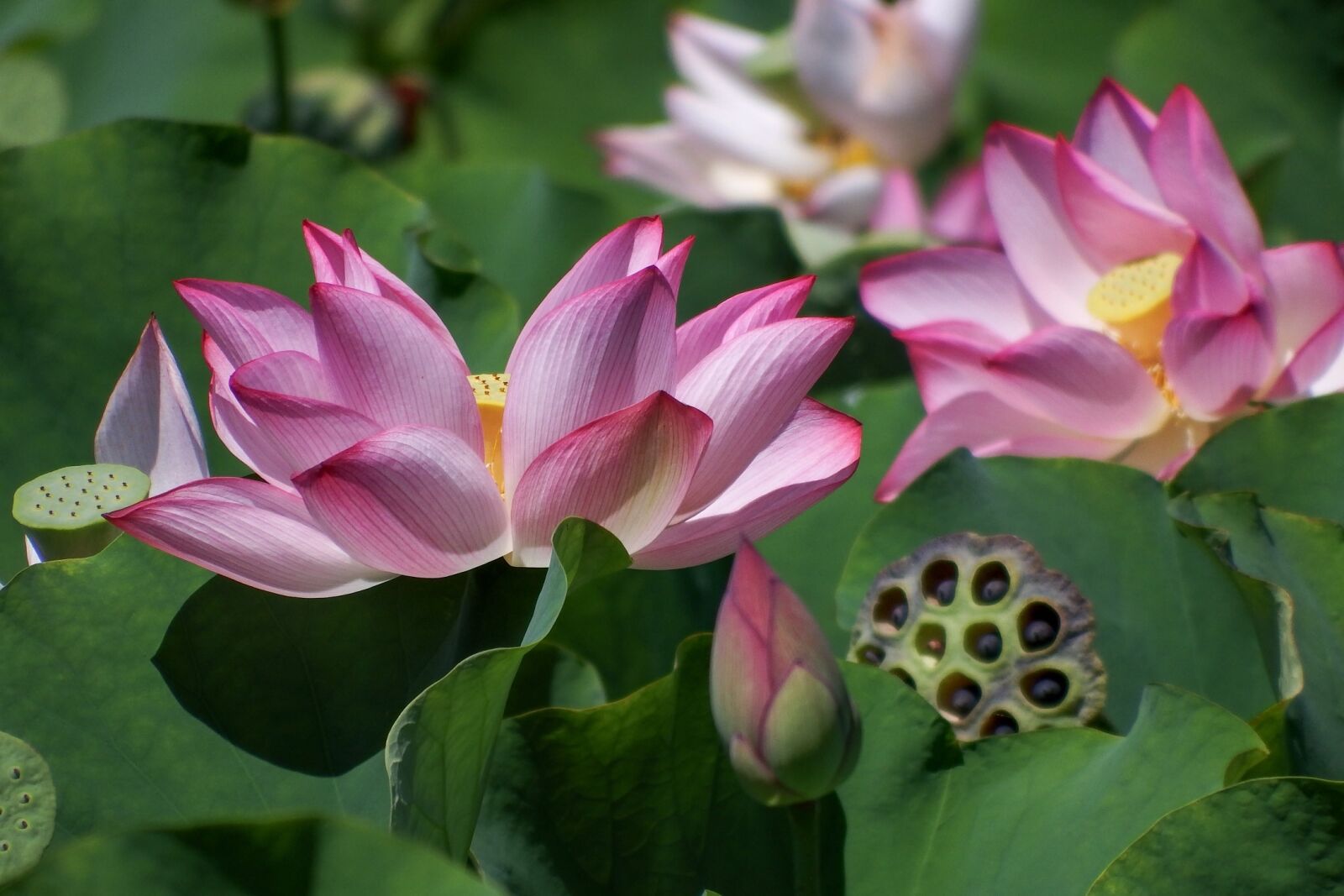 Fujifilm FinePix S1 sample photo. Japan, natural, plant photography