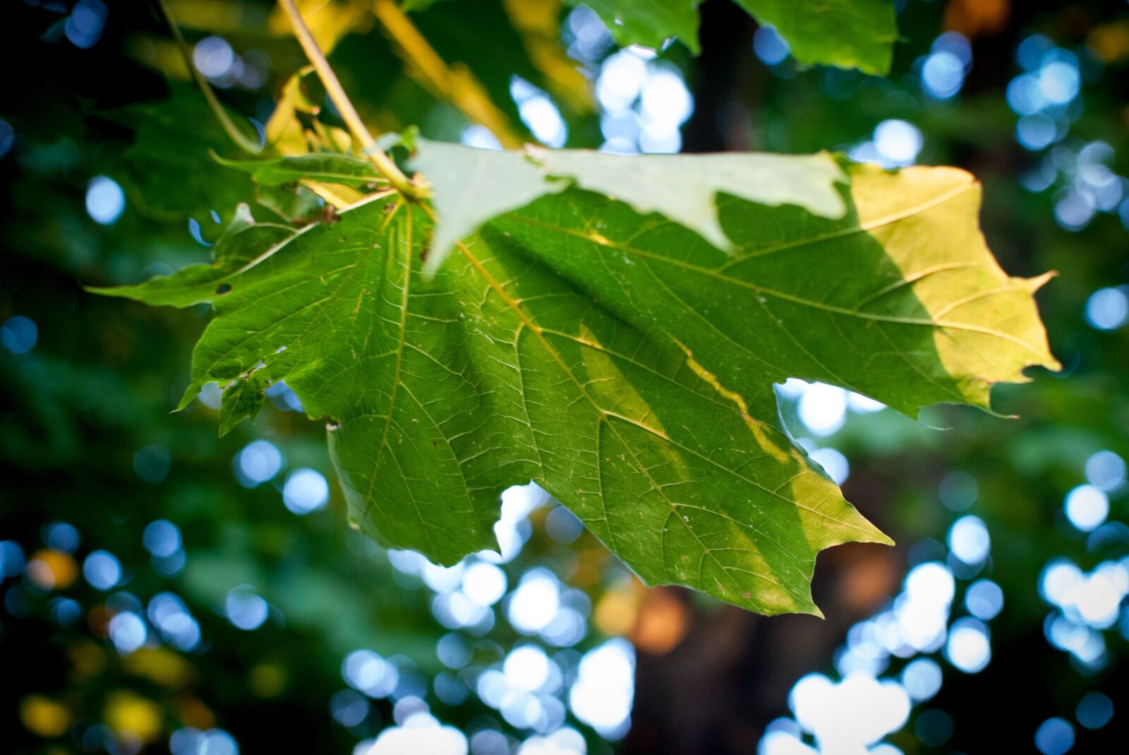 Nikon D60 sample photo. Clone, leaf, nature photography