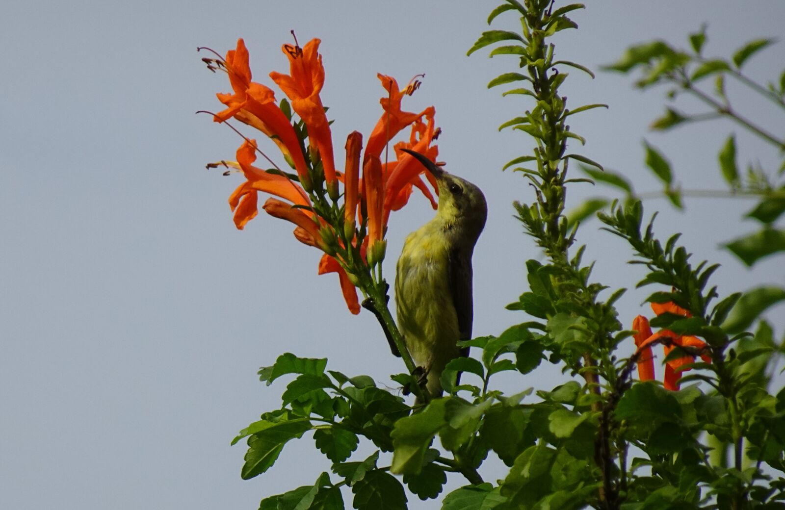 Sony DSC-WX800 sample photo. Bird, purple sunbird, cinnyris photography