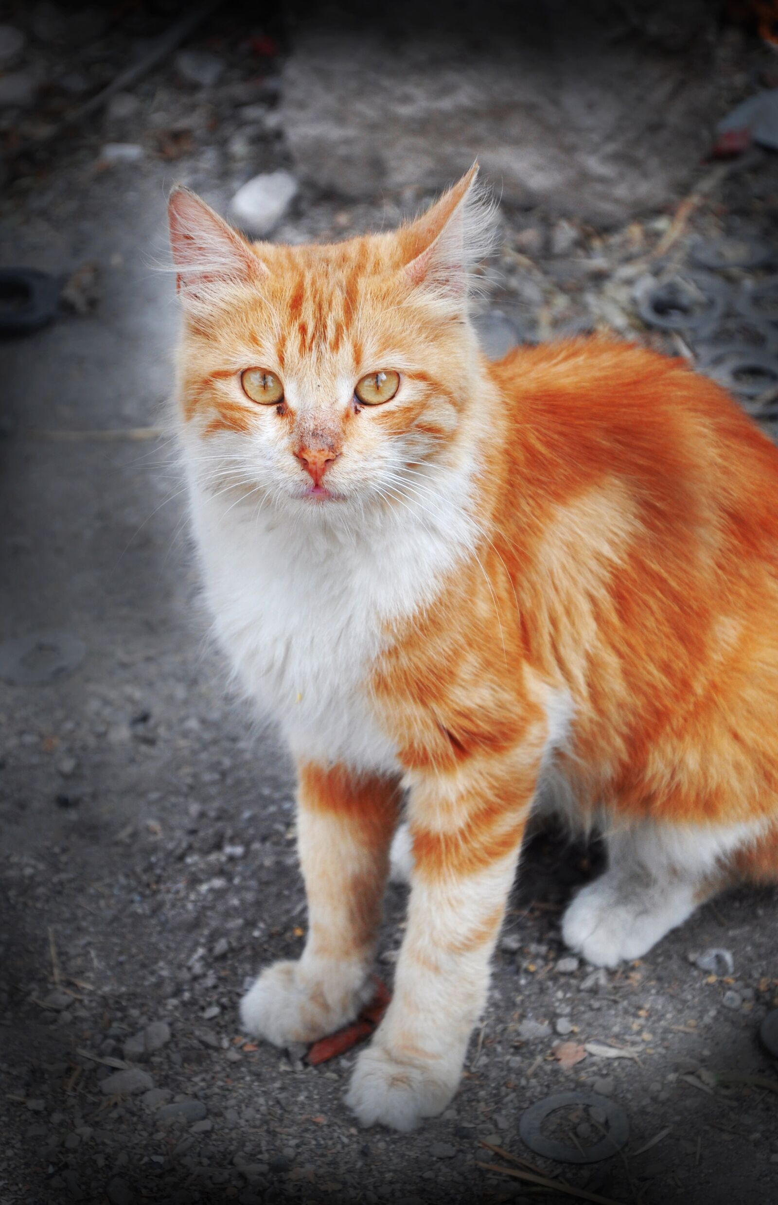 Nikon D90 sample photo. Cat, eyes, animal photography