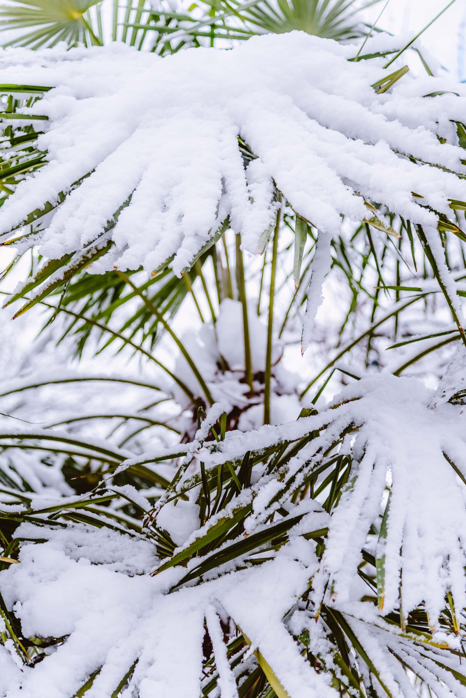 Nikon D750 sample photo. Palm tree, snow, covered photography