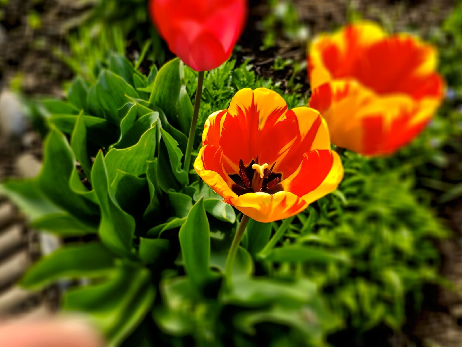 Xiaomi MI 8 sample photo. Tulips, colorful, nature photography