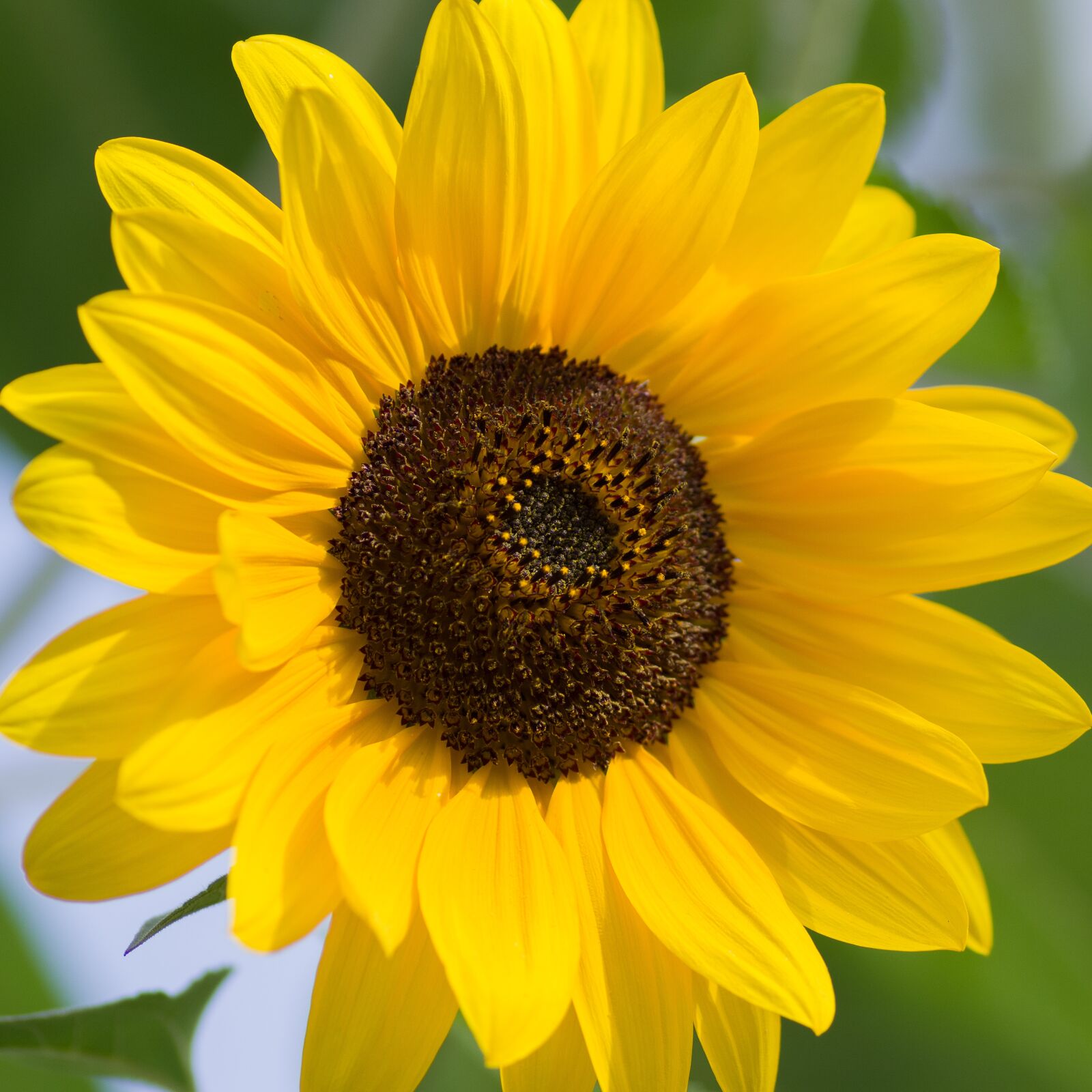 Tamron SP AF 90mm F2.8 Di Macro sample photo. Sunflower, yellow, summer photography