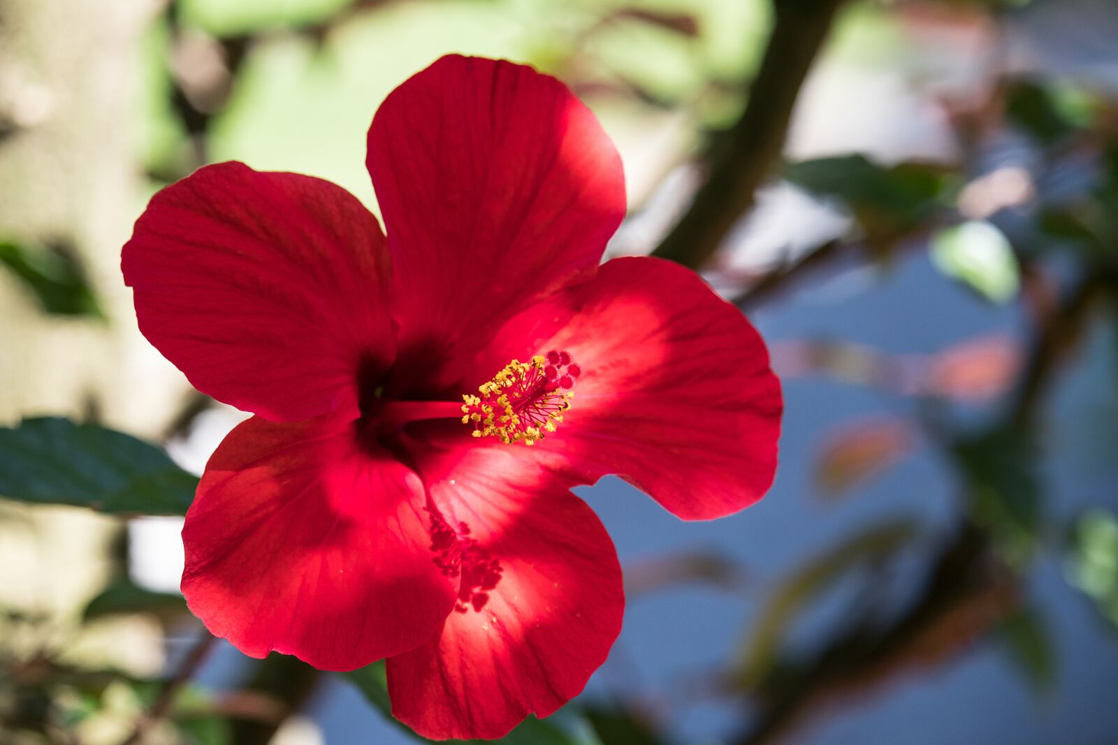 Canon EF-S 55-250mm F4-5.6 IS STM sample photo. Hibiscus, flower, plant photography