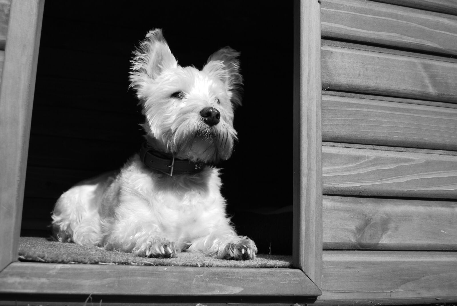 Nikon D40X sample photo. Dog, kennel, animal photography