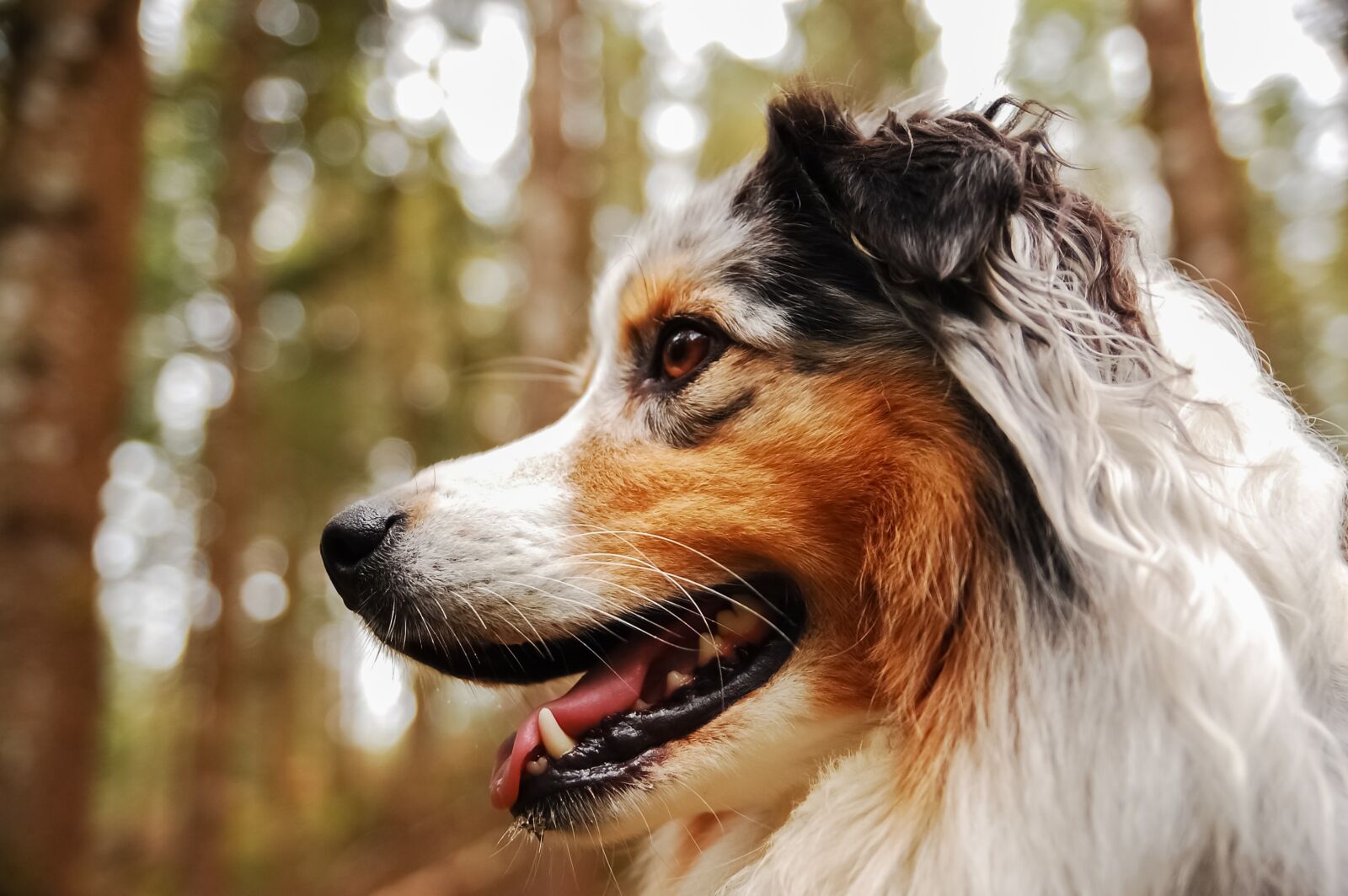 Nikon D40 sample photo. Dog, berger, australian photography