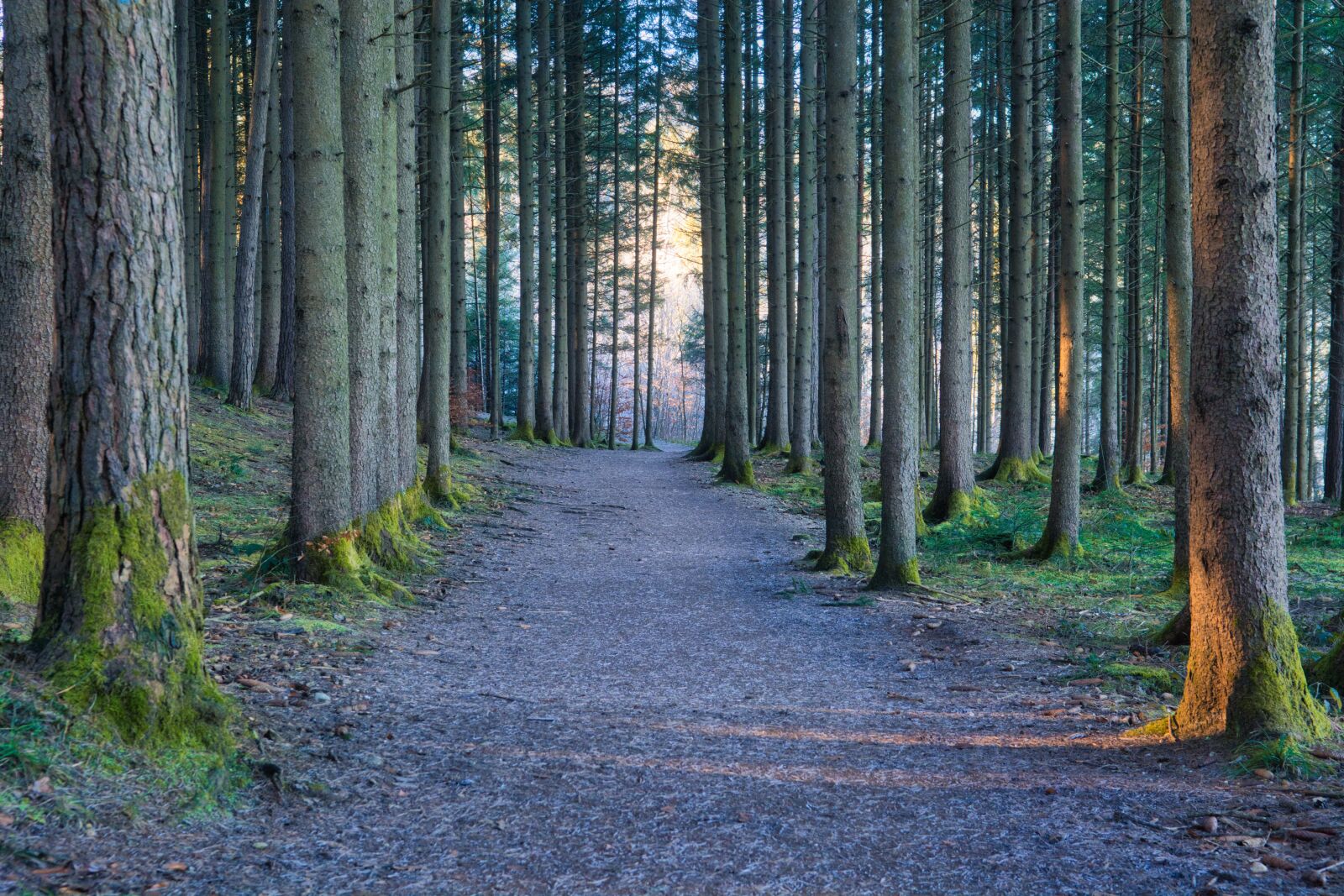 Nikon D7100 sample photo. Away, forest, path photography