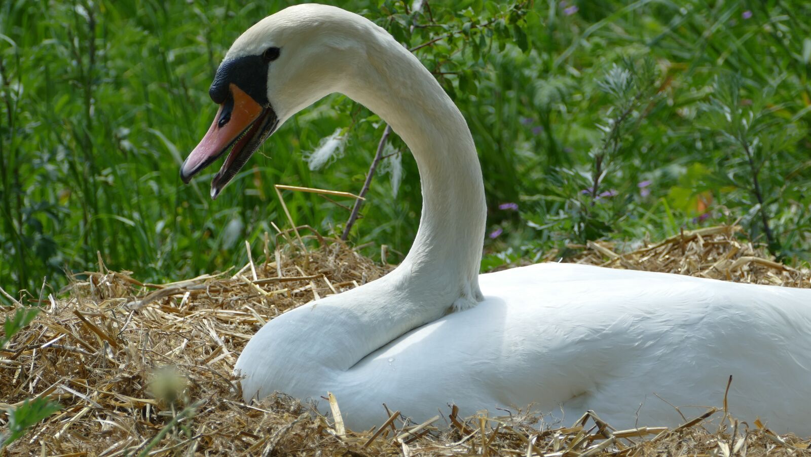 Panasonic Lumix DMC-FZ1000 sample photo. Swan, breed, swan's nest photography