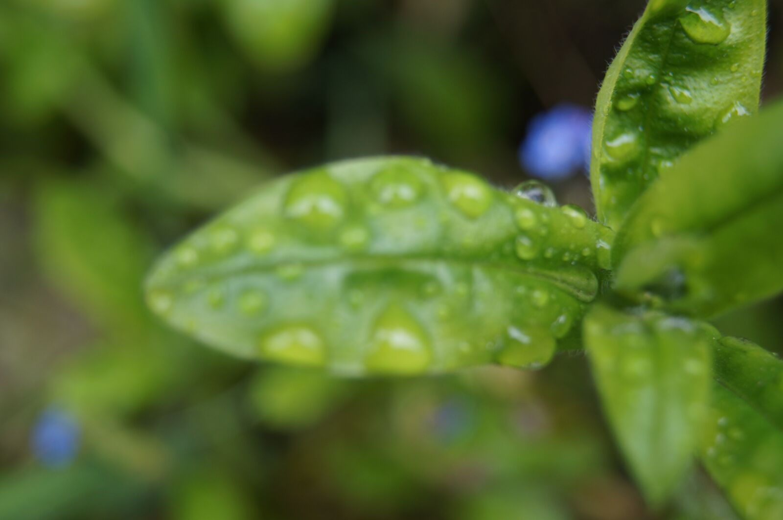 Sony SLT-A37 sample photo. Plant, green, leaf photography