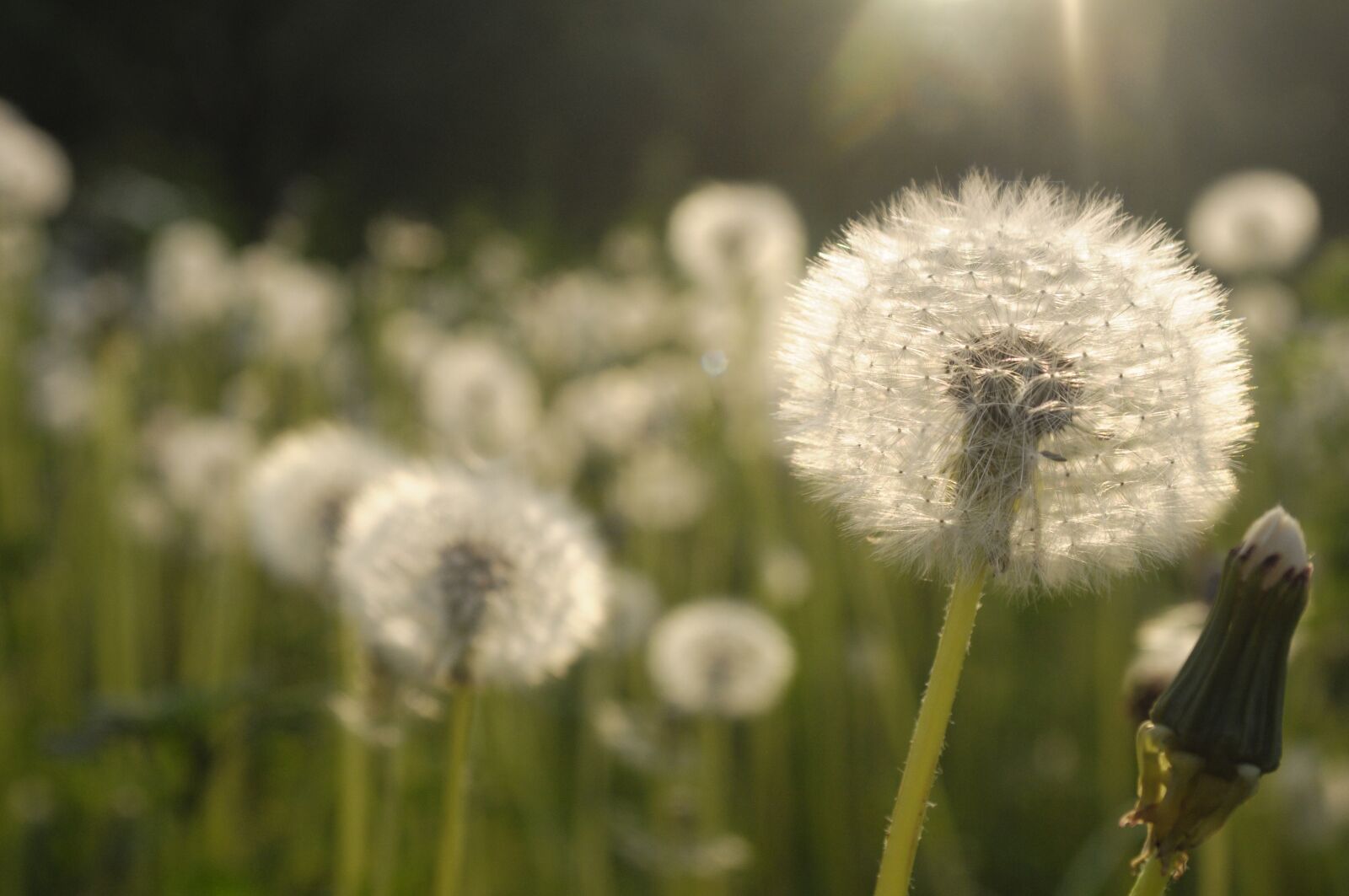 Nikon D300 sample photo. Dandelions, meadow, sonchus oleraceus photography