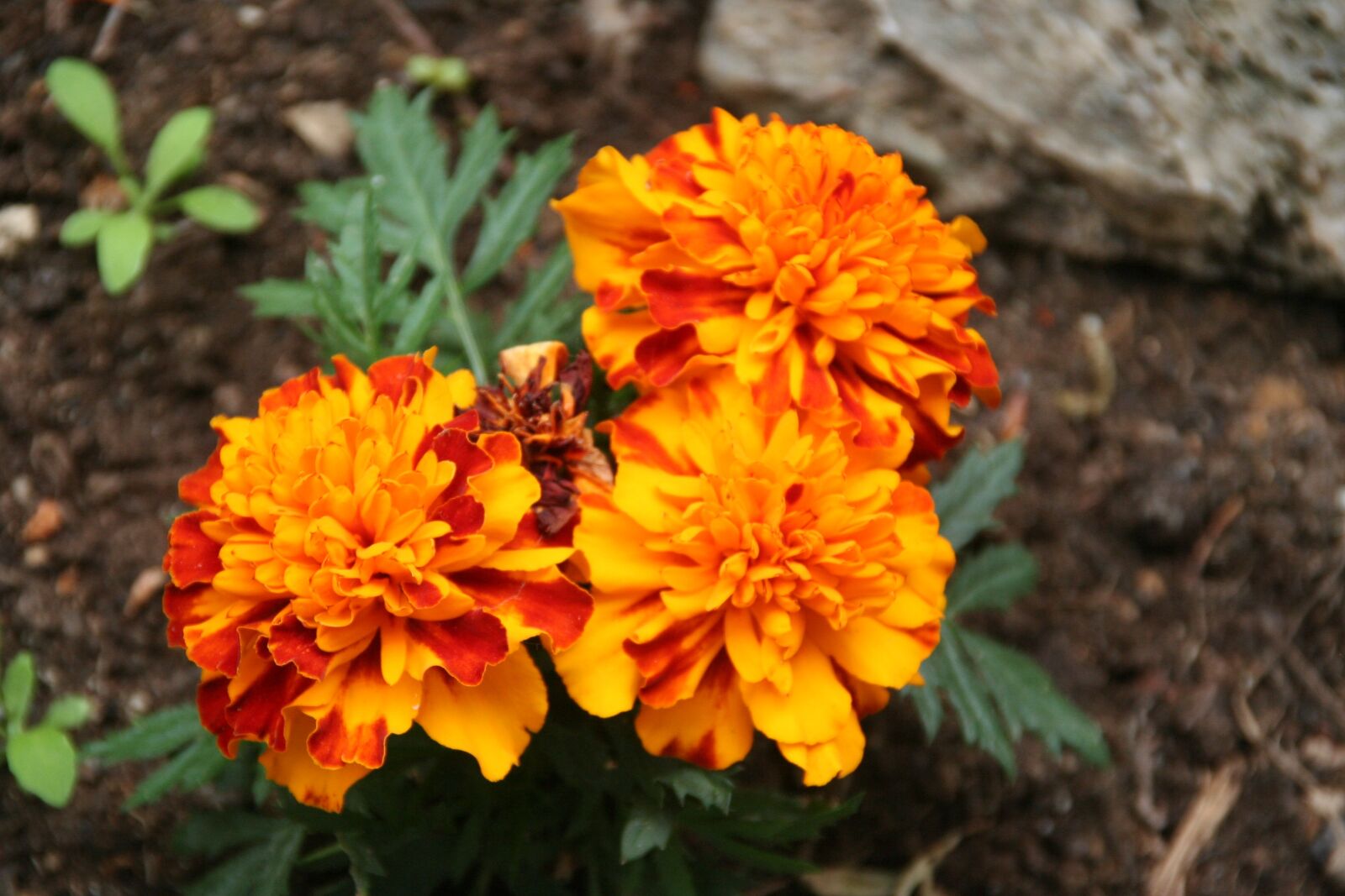 Canon EOS 350D (EOS Digital Rebel XT / EOS Kiss Digital N) sample photo. Flower, garden, flora photography