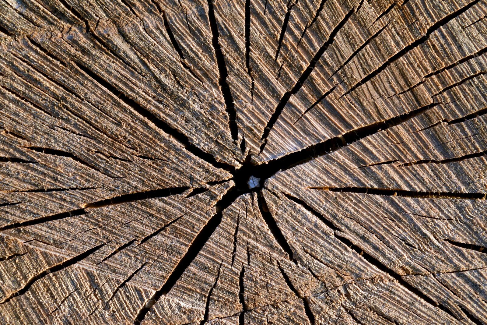 Nikon D3300 sample photo. Tree, texture, nature, fissure photography