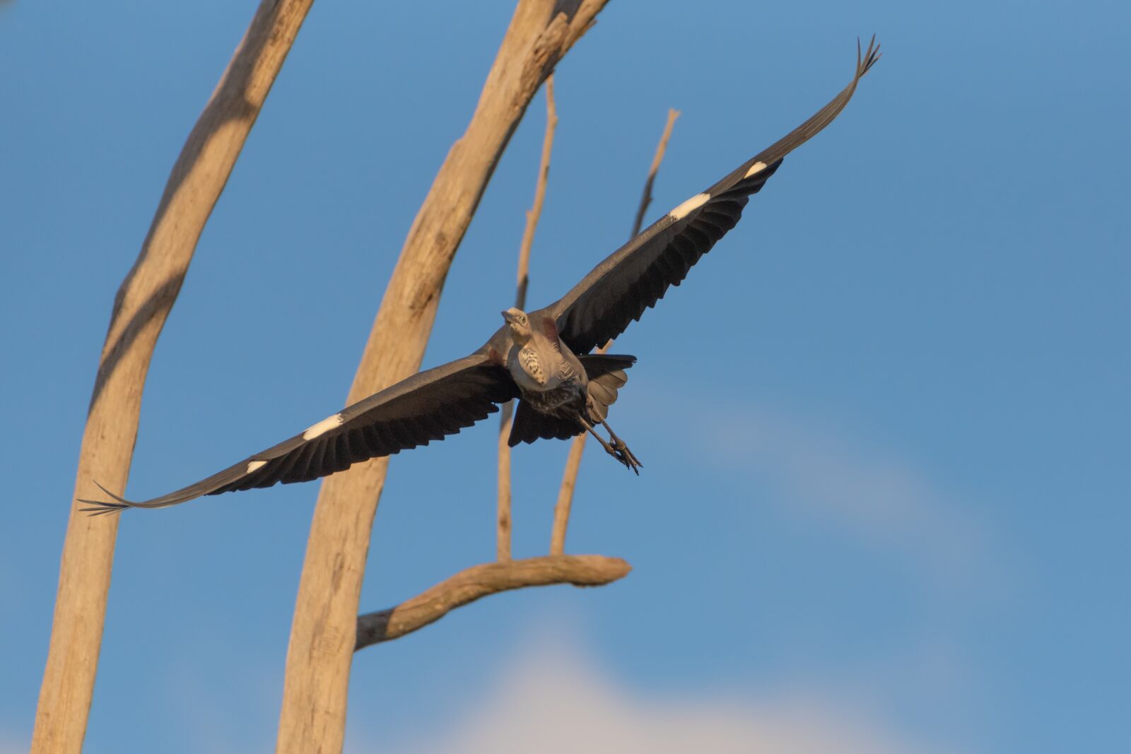 Nikon D750 sample photo. White necked heron, pacific photography