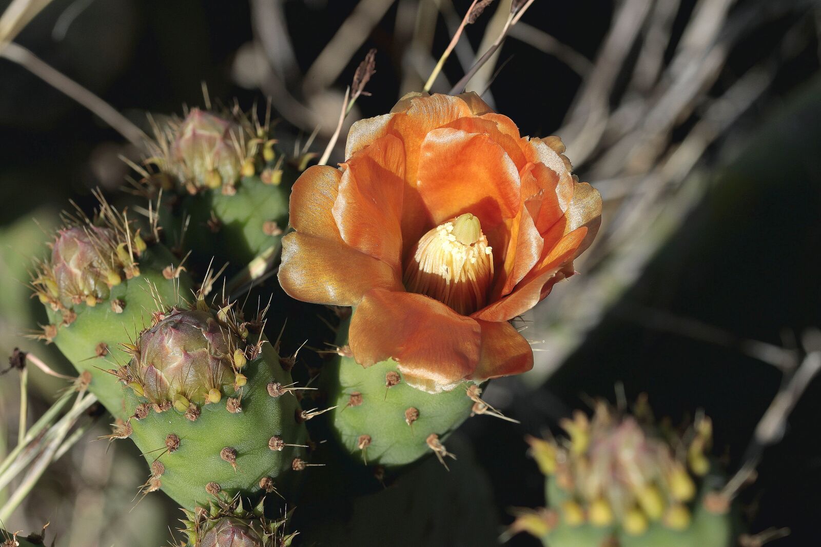 Canon EOS 500D (EOS Rebel T1i / EOS Kiss X3) sample photo. Cactaceae, nature, plant photography
