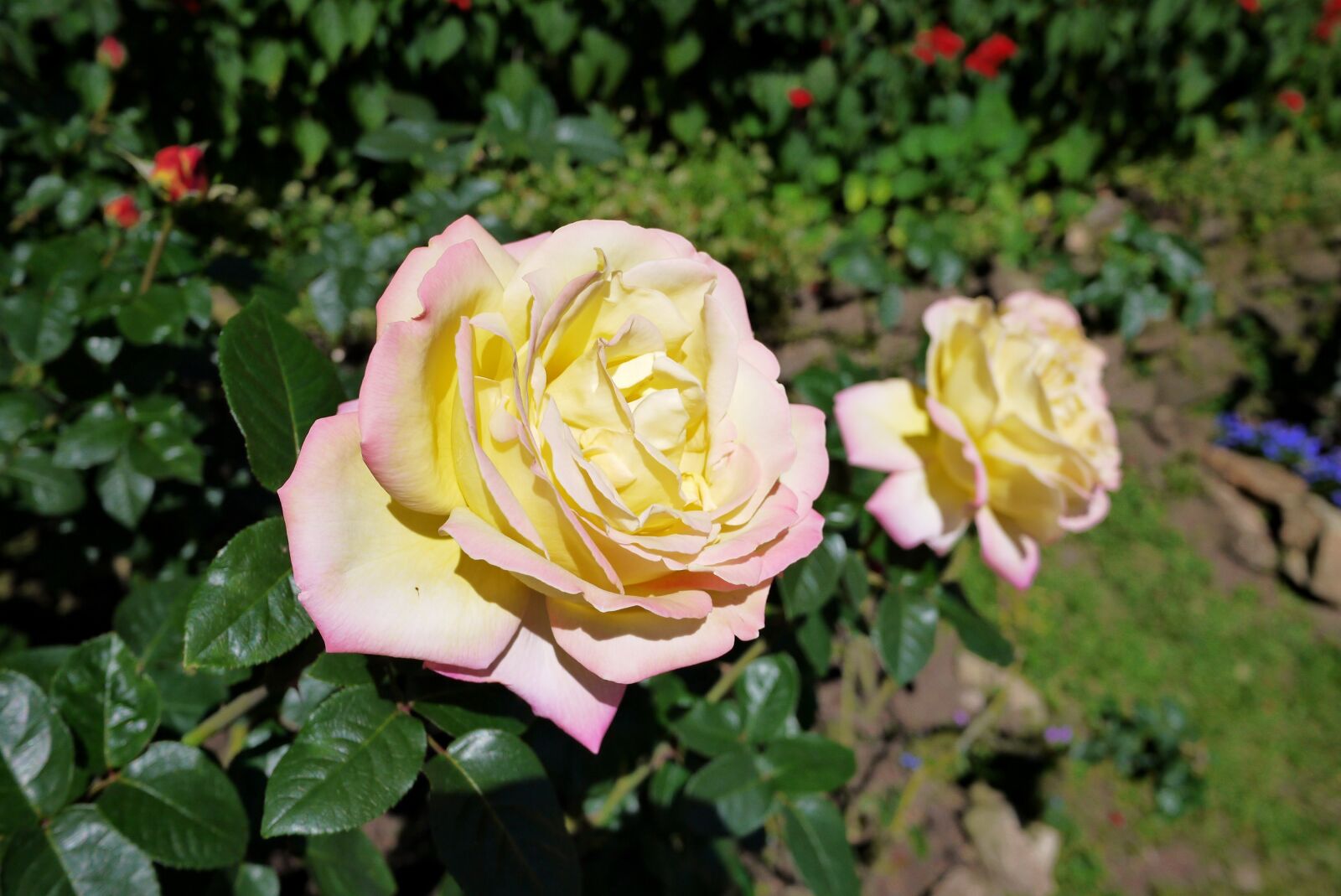 Panasonic Lumix DMC-GF3 sample photo. Flower, rose, white photography