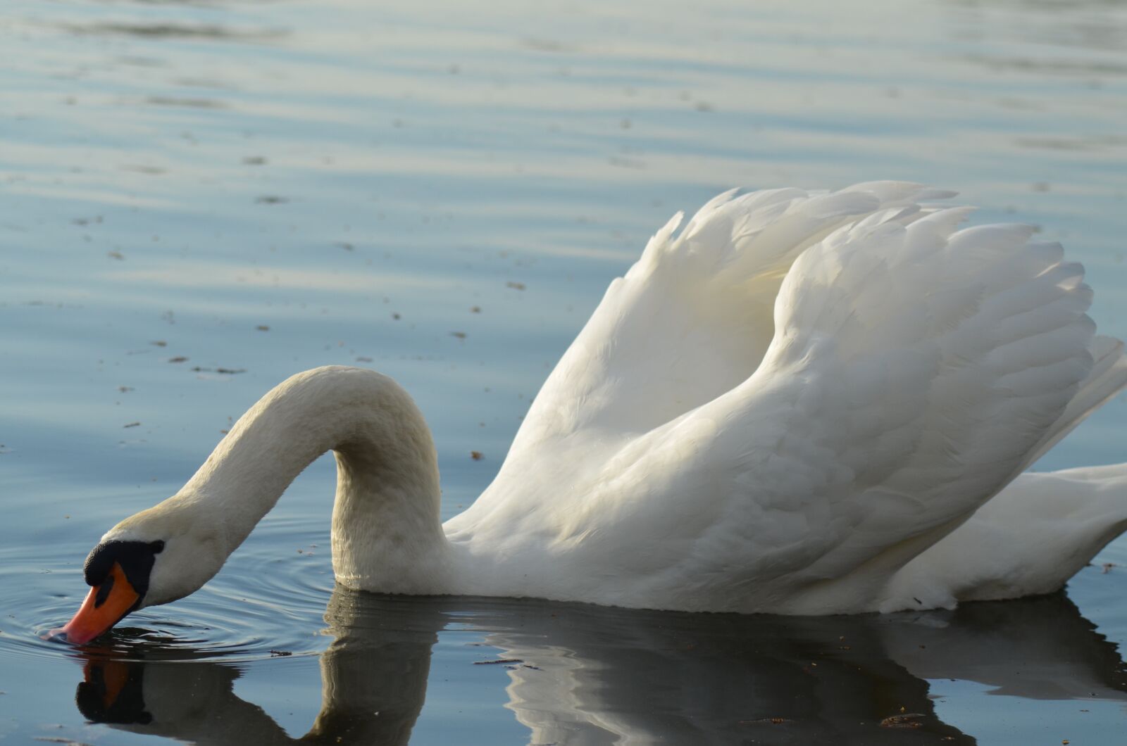 Nikon D5100 sample photo. Swan, pond, white photography