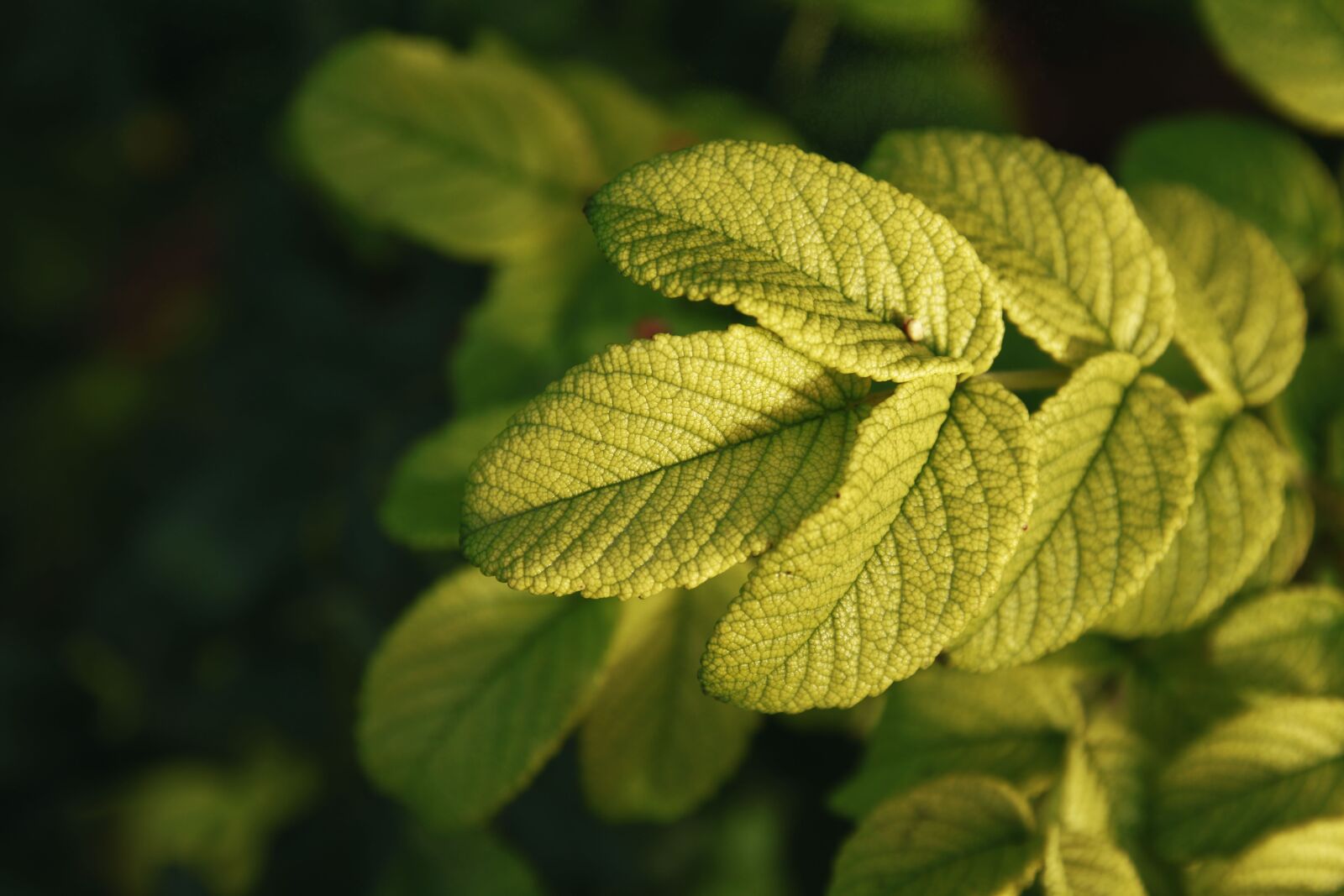 Canon EOS 70D sample photo. Plantas, plants, verde photography