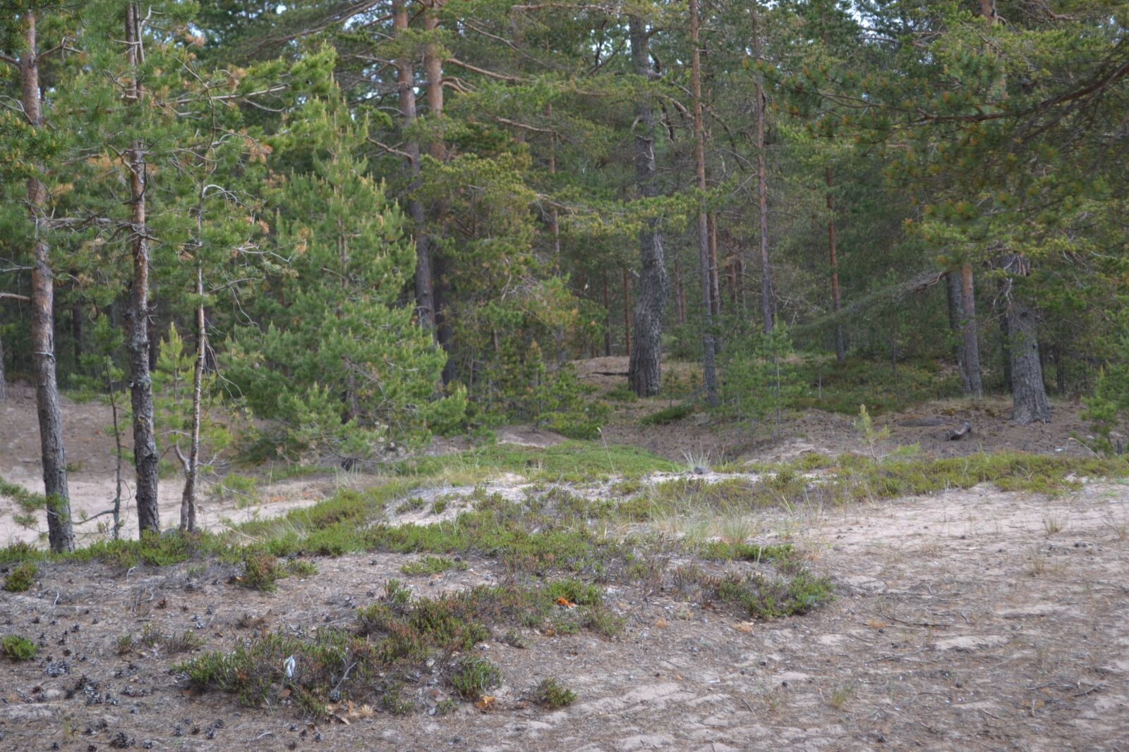 Nikon D3100 sample photo. Nature, trees, landscape photography