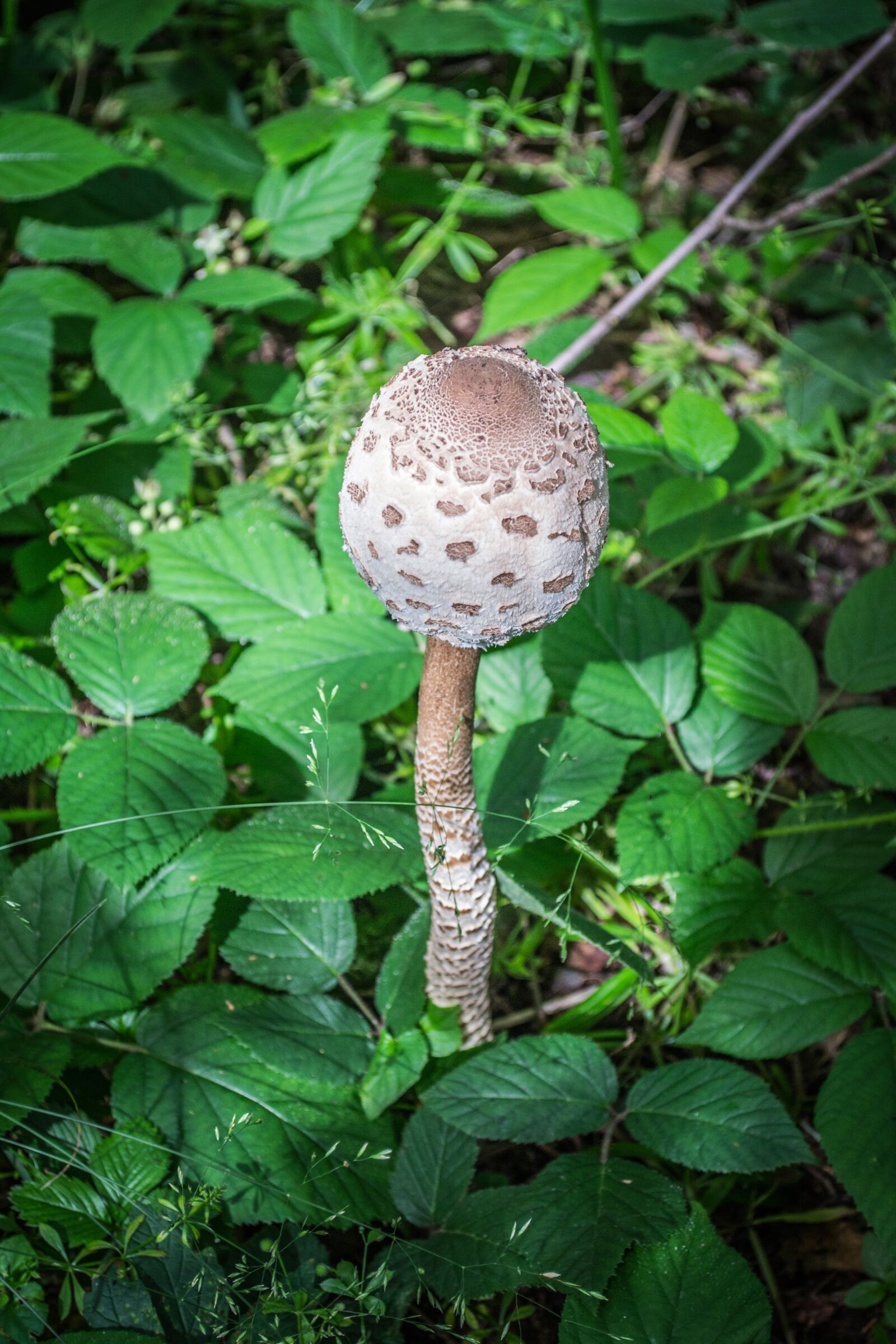 Nikon D3100 sample photo. Mushrooms, nature, parasol mushroom photography