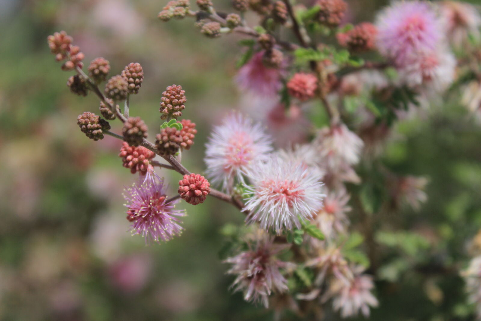 Canon EOS 600D (Rebel EOS T3i / EOS Kiss X5) sample photo. Desert, flower, lila, nature photography