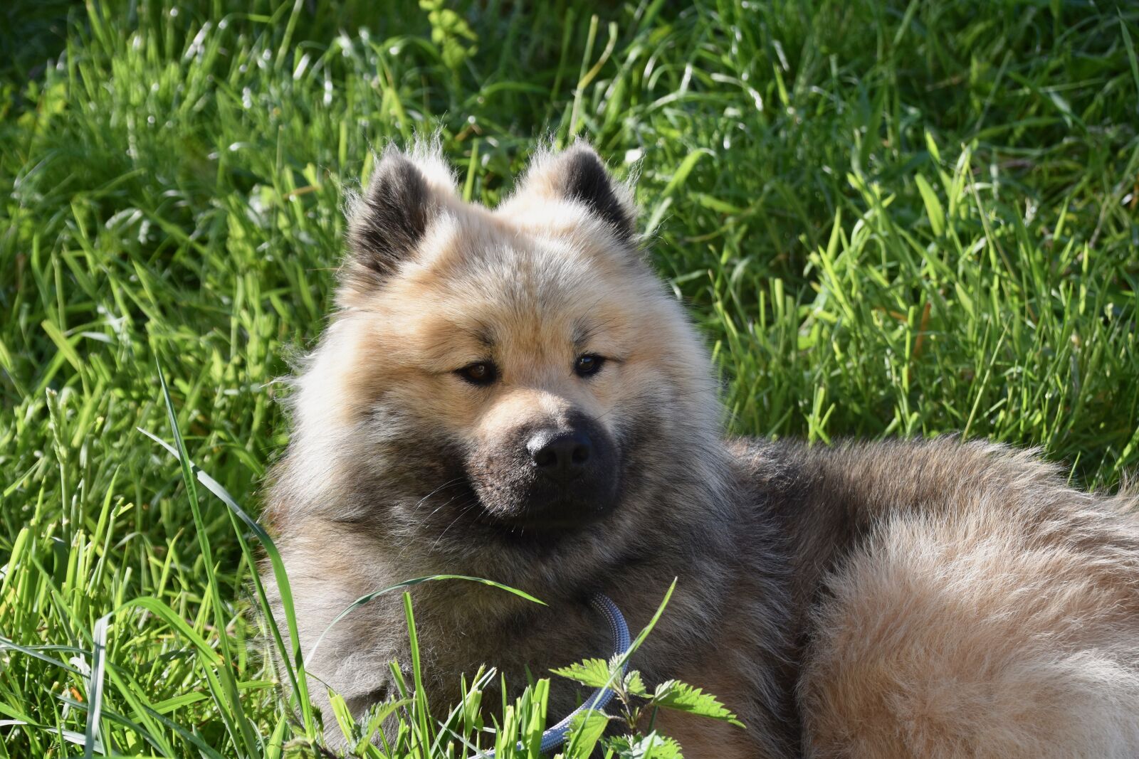 Nikon D5600 sample photo. Dog, young male eurasier photography