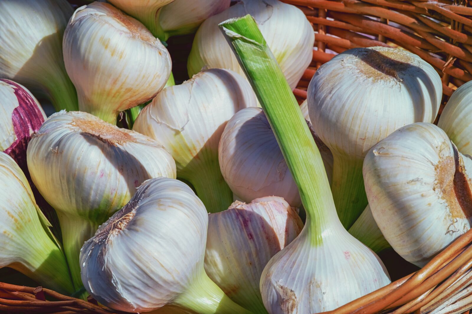 Fujifilm XF 55-200mm F3.5-4.8 R LM OIS sample photo. Garlic, fresh, herb photography
