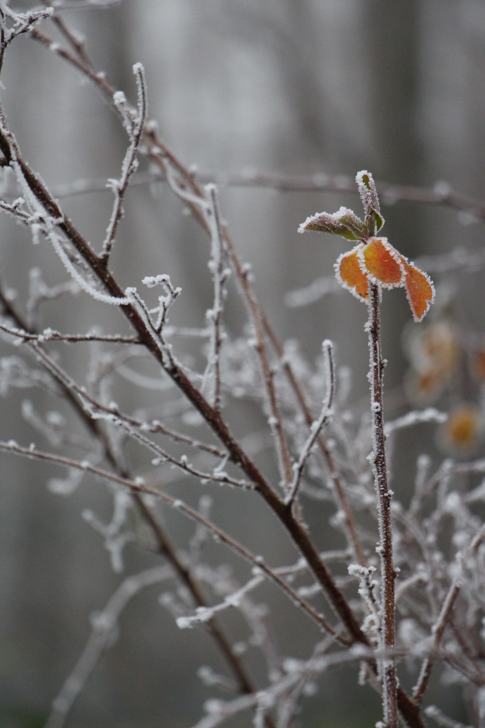 Canon EOS 700D (EOS Rebel T5i / EOS Kiss X7i) sample photo. Nature, plant, winter photography