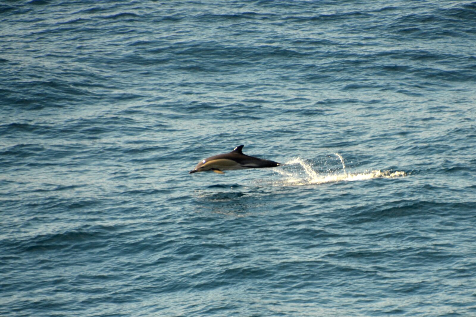 Nikon D5100 sample photo. Dolphin, atlantic, meeresbewohner photography