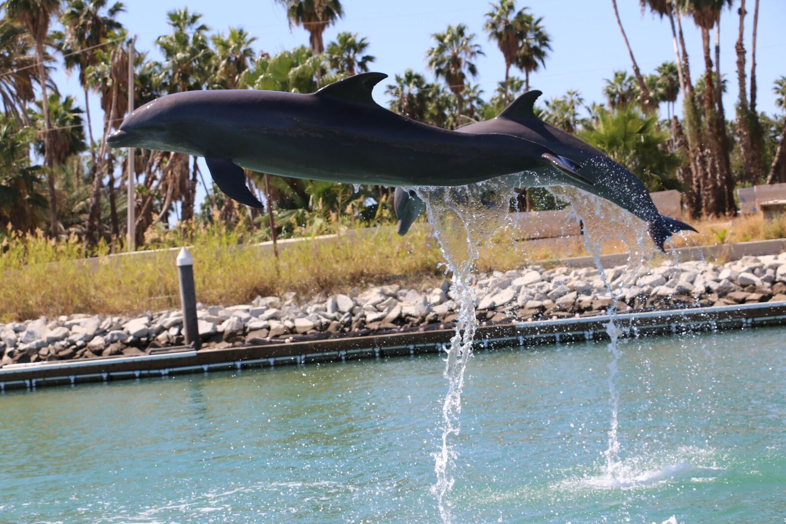 Canon EOS 70D sample photo. Dolphin, dolphins, leap photography