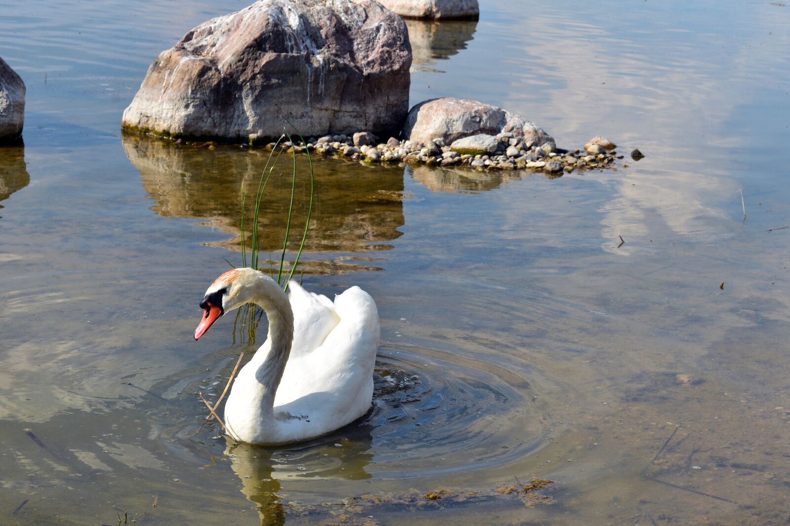Nikon D3400 sample photo. Fauna, swan, water photography